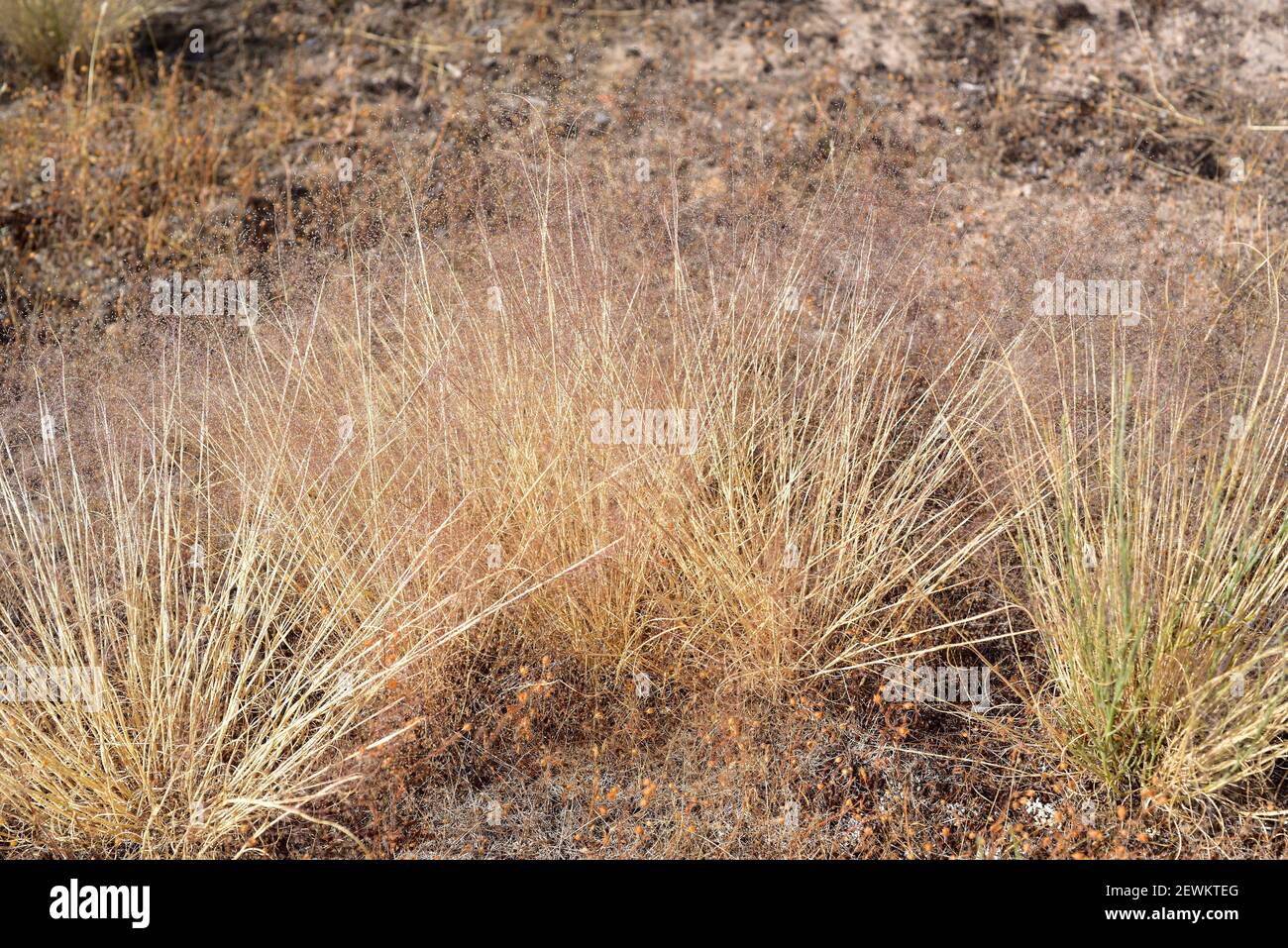 Welliges Haargras (Deschampsia flexuosa) ist eine mehrjährige Pflanze, die in Eurasien, Afrika und Amerika beheimatet ist. Dieses Foto wurde in Arribes del Duero Natural aufgenommen Stockfoto