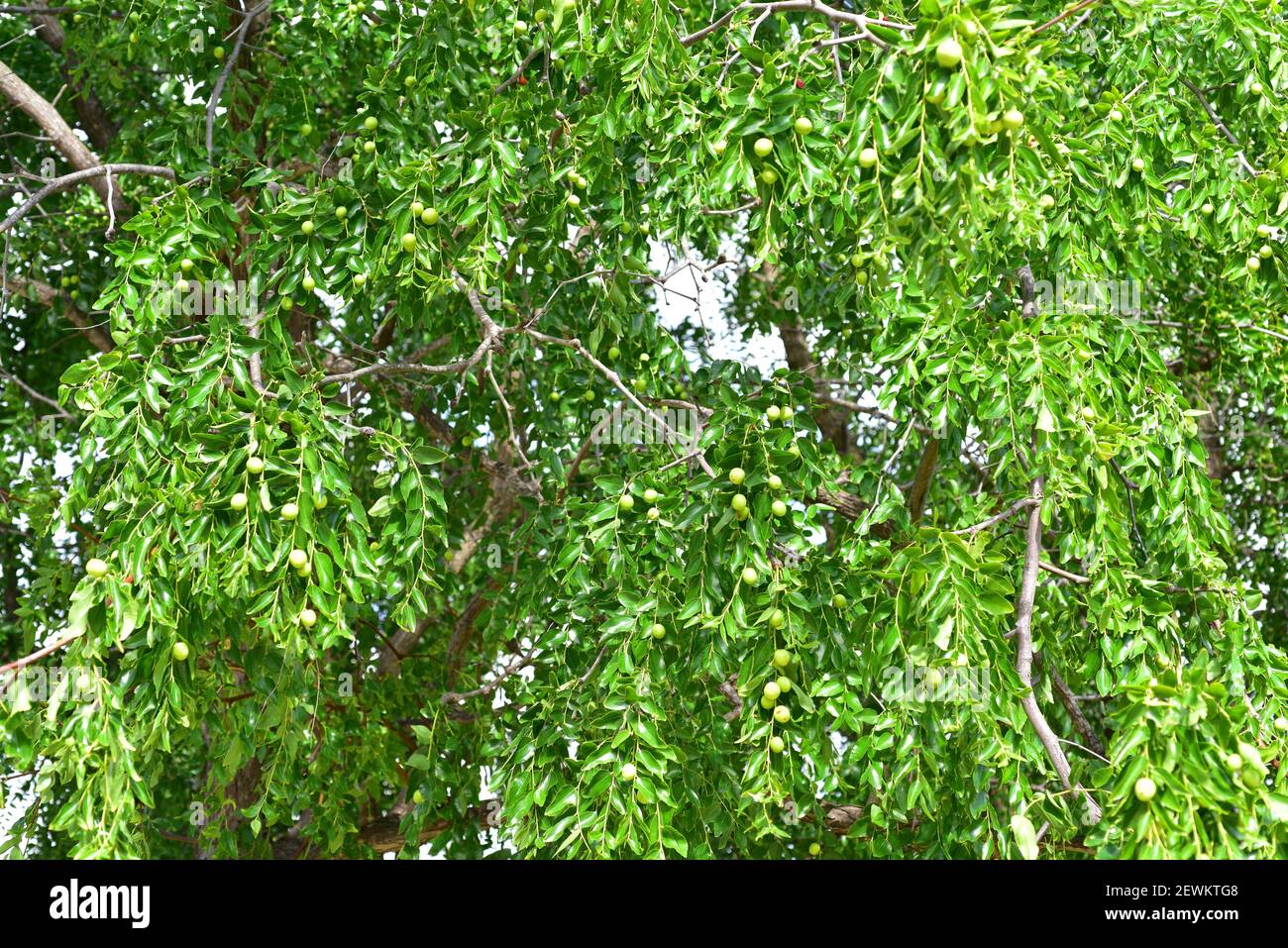 Jujube oder rotes Datum (Ziziphus jujujuba) Ist ein sommergrüner Strauch oder kleiner Baum, der im Süden beheimatet ist Asien und in anderen gemäßigten Regionen für seine eingeführt Stockfoto