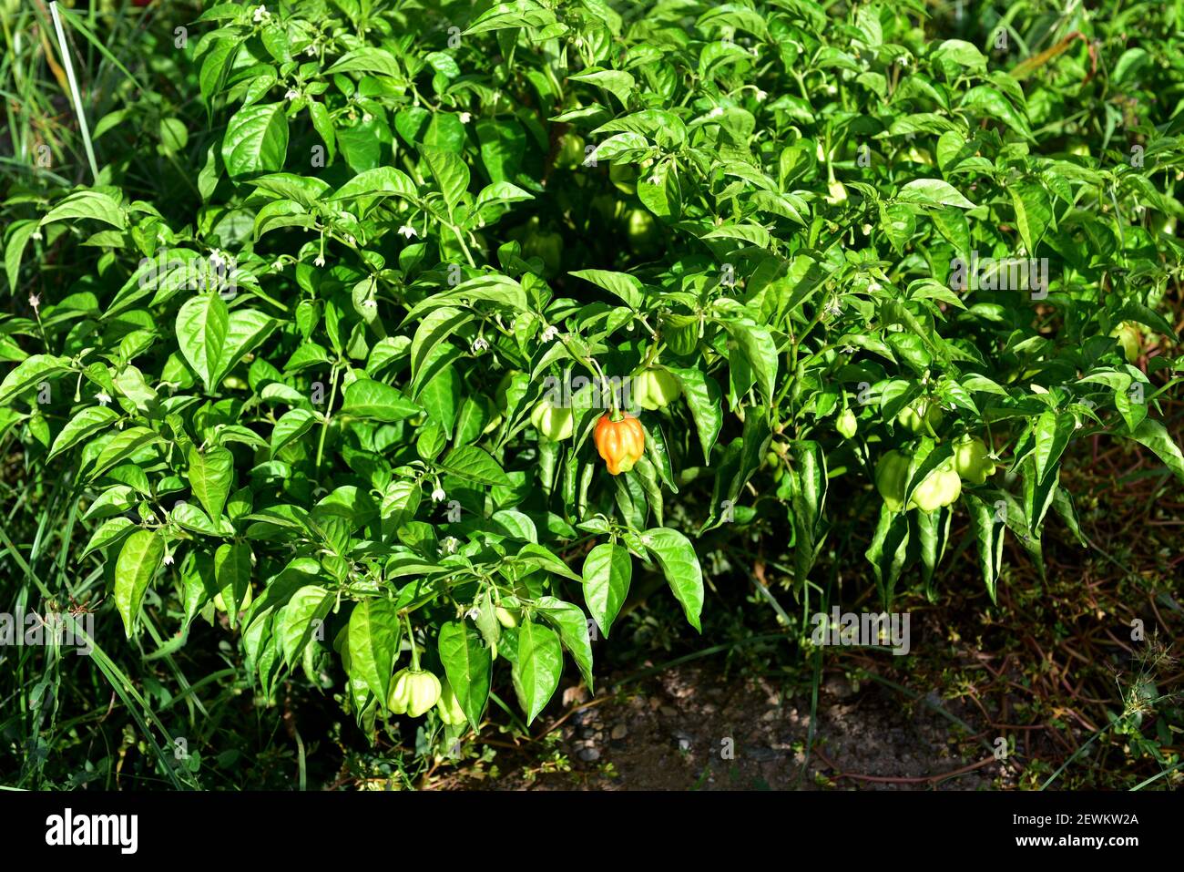 Habanero-Pfeffer (Capsicum chinensis) ist eine einjährige Pflanze, die auf den karibischen Inseln, Mittelamerika und im südlichen Mexiko beheimatet ist. Seine Früchte sind essbar Stockfoto