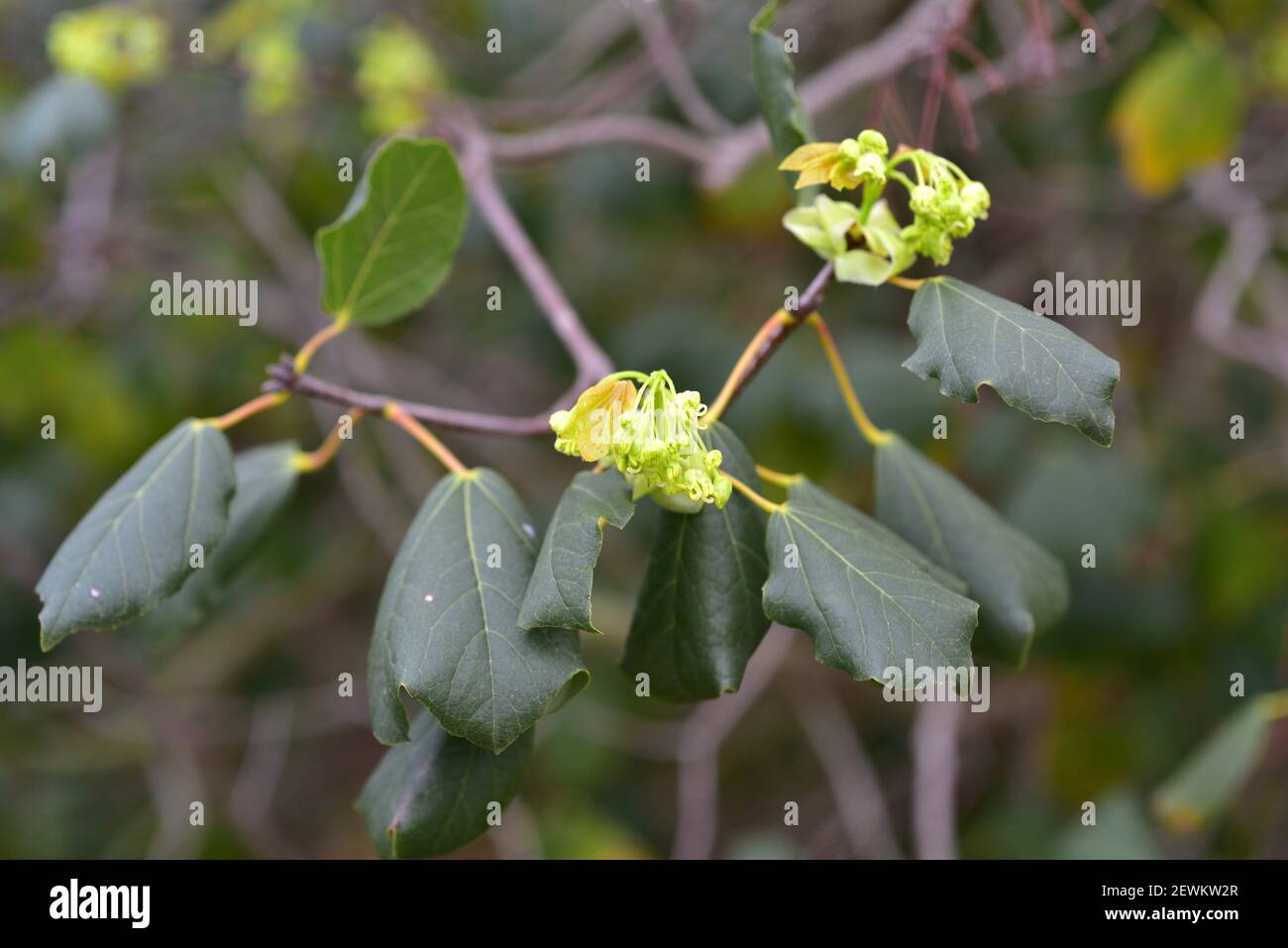 Syrischer Ahorn (Acer obtusifolium) ist ein immergrüner kleiner Baum, der im östlichen Mittelmeerraum beheimatet ist. Blumen und Blätter Detail. Stockfoto