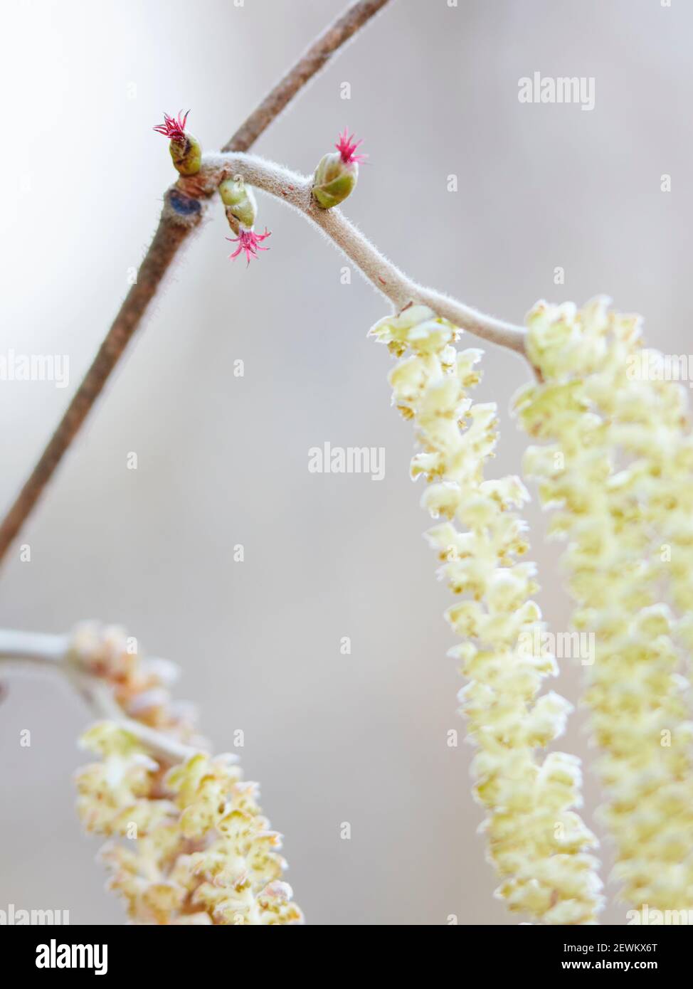 Hasel mit weiblichen Blüten und männlichen Catkin Stockfoto