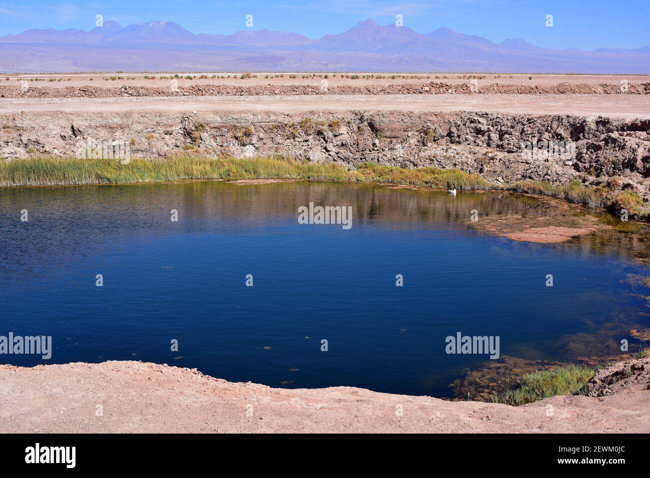 Ojos del Salar (Salt Flat Eyes) ist eine kleine Süßwasserlagune. Am unteren Ende Los Andes. Salar de Atacama, Antofagasta, Chile. Stockfoto