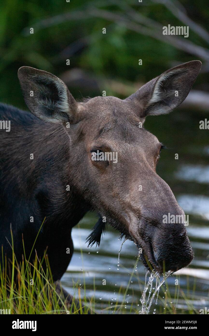 A Cow Moose Seen in Wetlands in Grand Teton National Park, Jackson Hole, WY, 08/06/2011. Stockfoto
