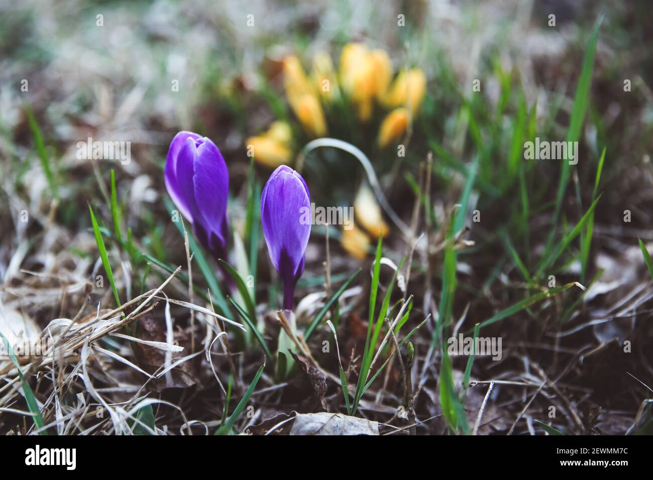 Krokus, Krokusse oder Plural croci ist eine Gattung von Blütenpflanzen in der iris Familie. Eine einzelne Krokus, ein paar Krokusse, einer Wiese voller Krokusse, c Stockfoto