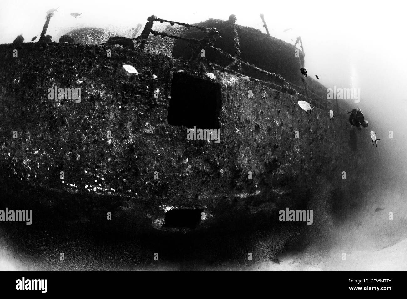 Scuba Diver neben dem HMAS Brisbane Wreck, Sunshine Coast, Queensland, Australien Stockfoto