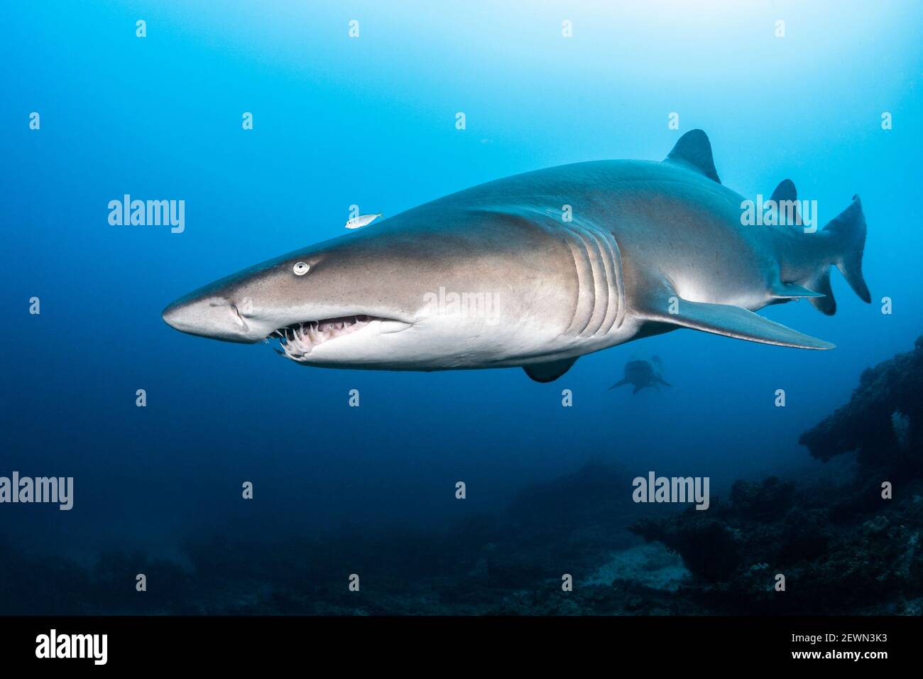 Gray Nurse Shark im Cherubs Rock, Moreton Island, Queensland, Australien Stockfoto