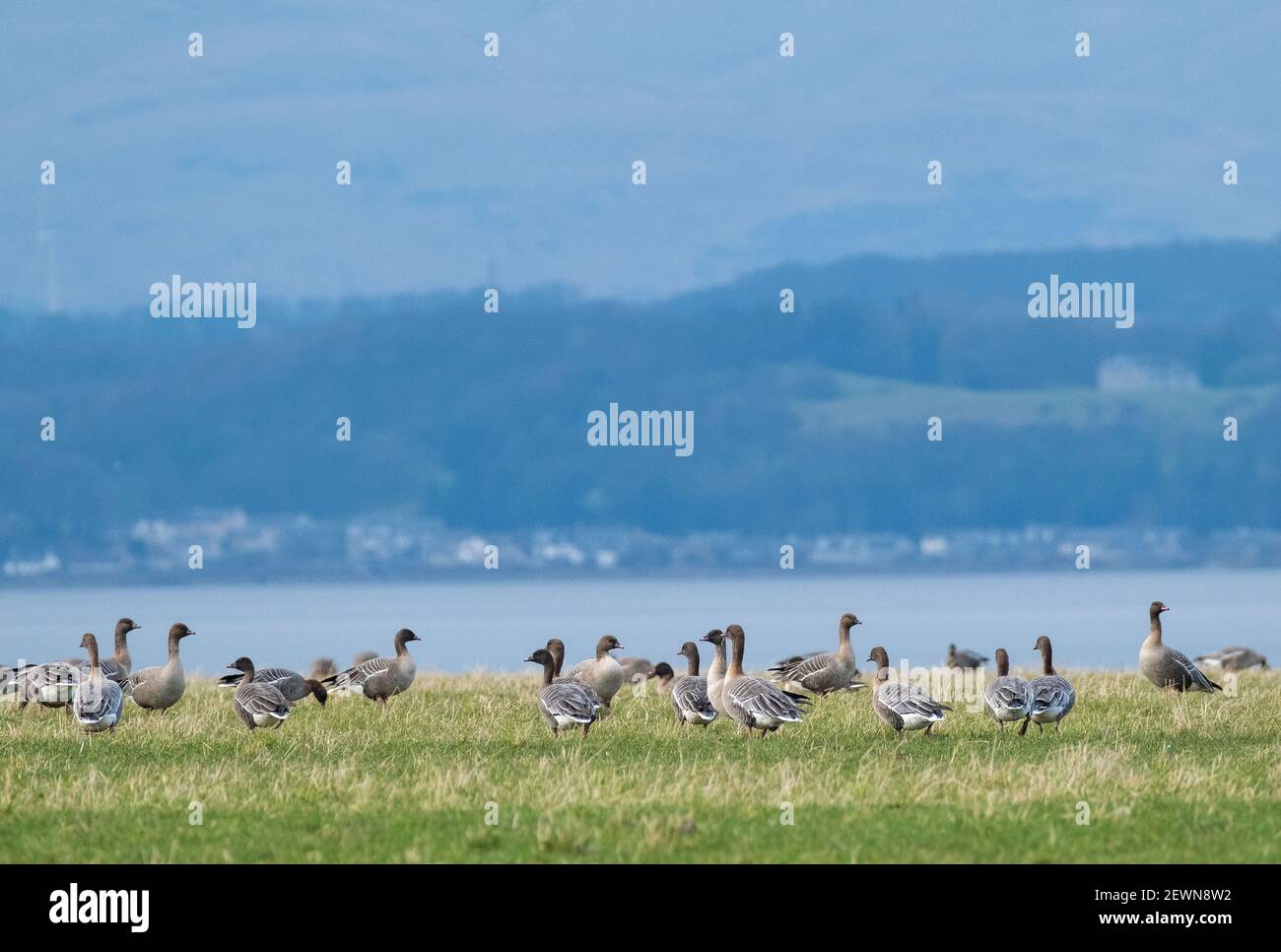 Ein Schwarm pinkfooted Gänse Futter auf Ackerland neben dem Firth of Forth in der Nähe von Blackness, West Lothian, Schottland. Stockfoto