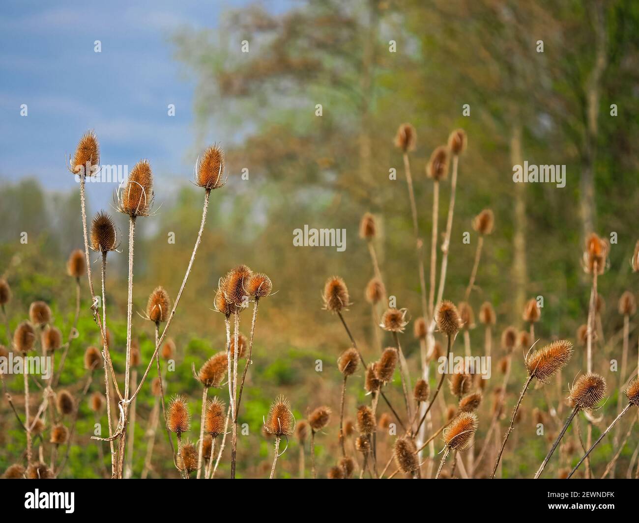 Teasels im Frühjahr, North Yorkshire, England Stockfoto