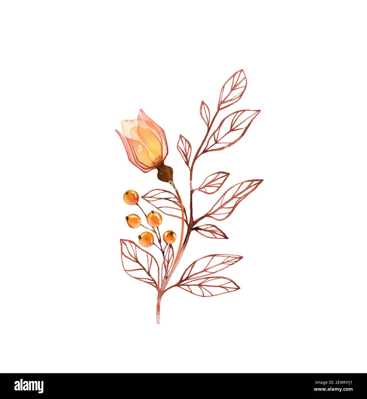 Aquarell Rose Pflanze. Transparente orange Blume mit Zweig und Beeren isoliert auf weiß. Handbemalte abstrakte Anordnung. Botanische Abbildung Stockfoto