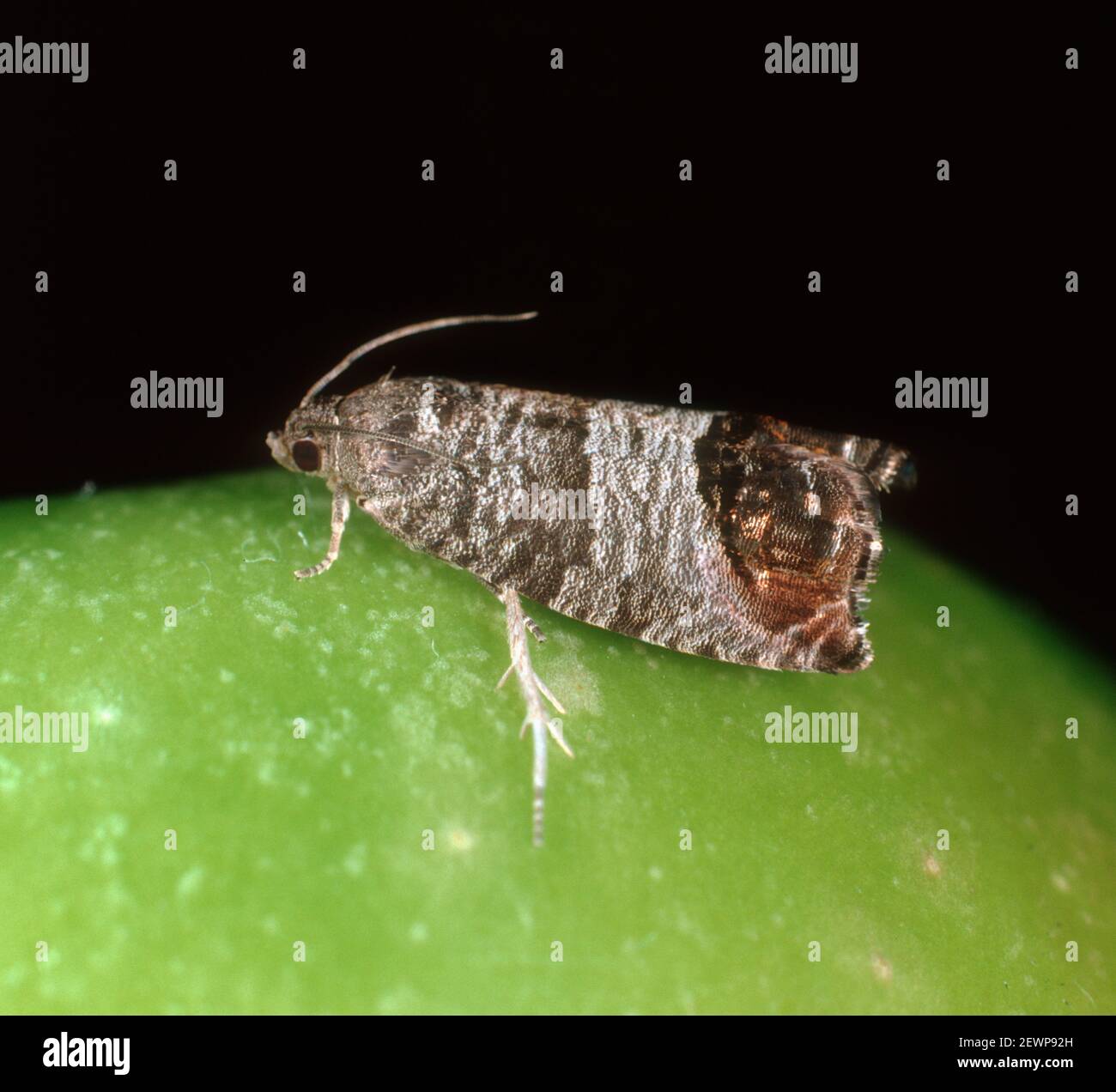 Adulte Apfelschlinge (Cydia pomonella) ein großer Schädling von Früchten wie Äpfeln und Birnen auf der Oberfläche eines Apfels, Südafrika, Februar Stockfoto