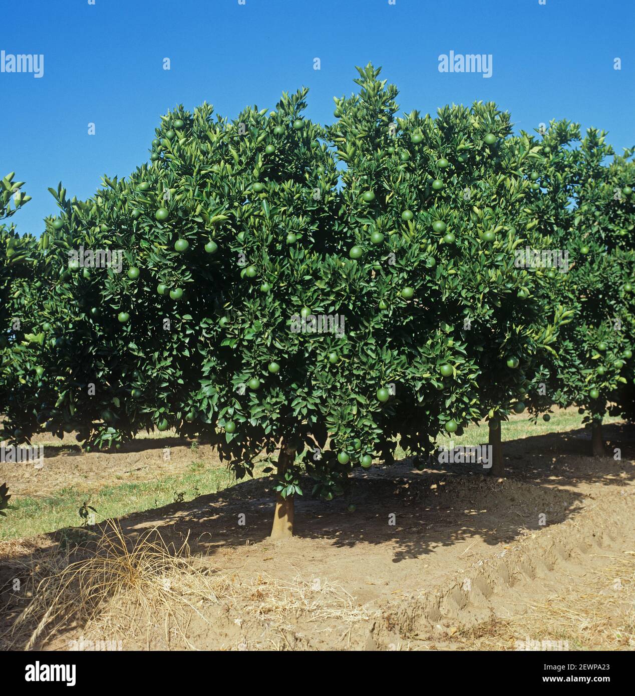 Reihen von Orangenbäumen (Citrus sinensis) mit grünen, reifenden Früchten in einem Obstgarten in der Low VELDT, Transvaal, Südafrika, Februar Stockfoto