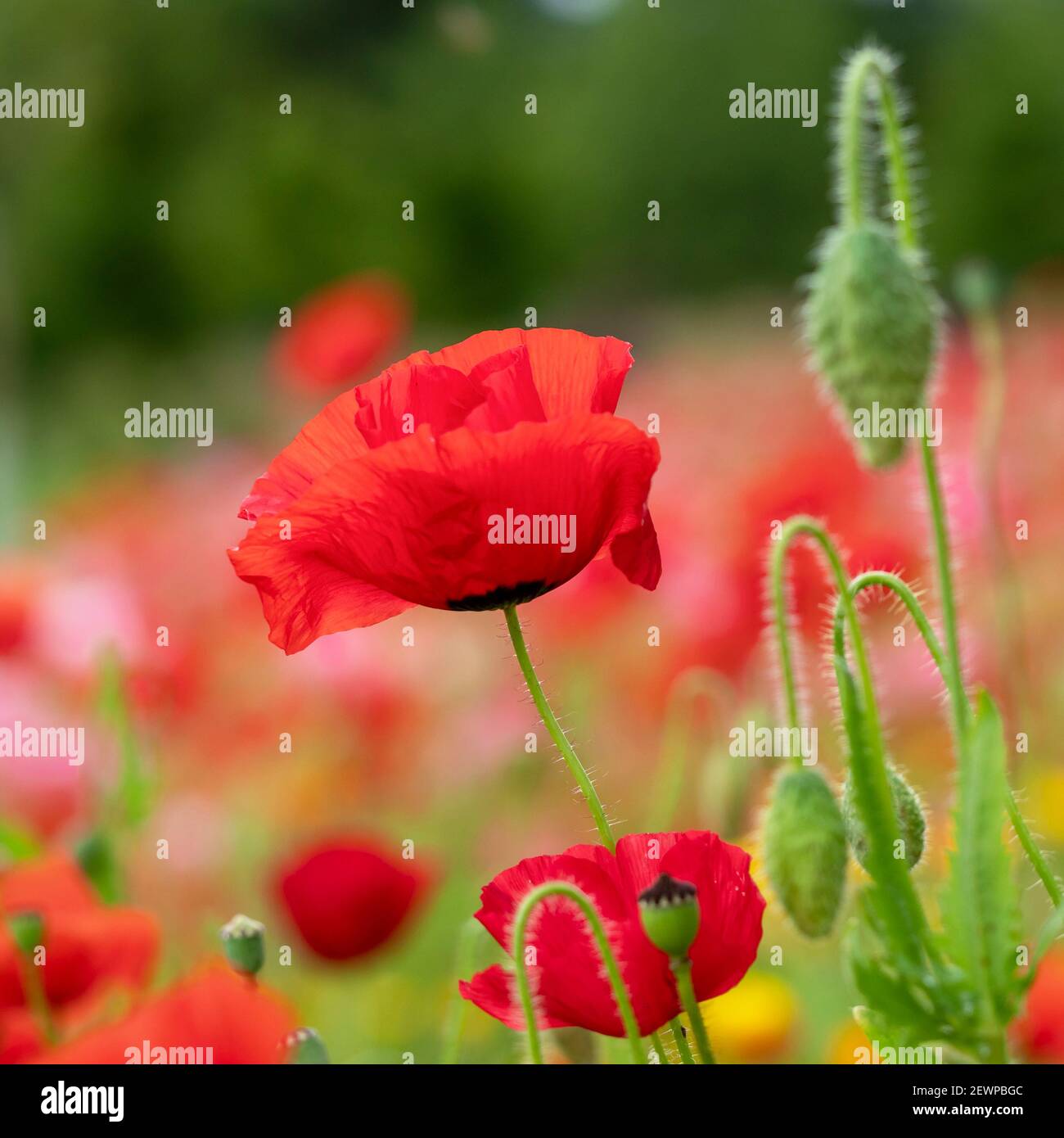 Nahaufnahme einer Mohnblume mit leuchtend roten Blütenblättern und Knospen in einem Sommergarten Stockfoto