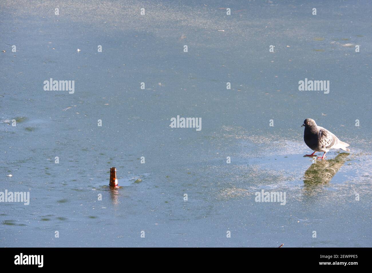 Taube zu Fuß zu einer Bierflasche in einem gefrorenen See Stockfoto