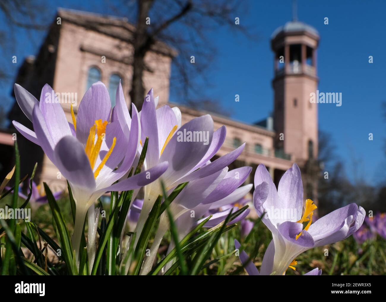 Berlin, Deutschland. März 2021, 03rd. Krokusse blühen auf einer Wiese vor dem Schloss Biesdorf. Die Frühblüher sind die erste wichtige Nahrungsquelle für Bienen im Frühjahr. Quelle: Jens Kalaene/dpa-Zentralbild/dpa/Alamy Live News Stockfoto