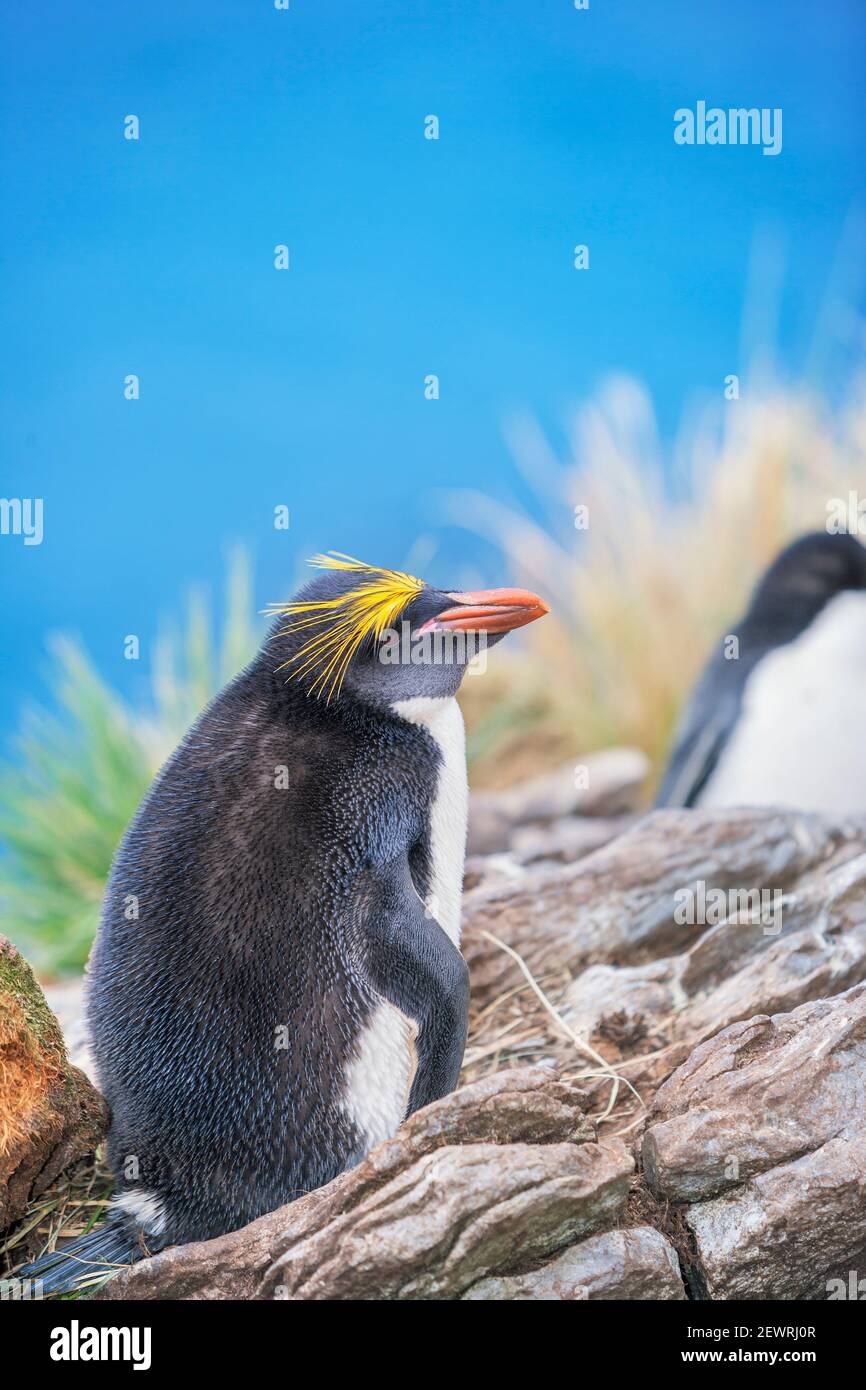 Makkaroni-Pinguin (Eudytes chrysolophus) auf einer felsigen Insel, Ost-Falkland, Falkland-Inseln, Südamerika Stockfoto