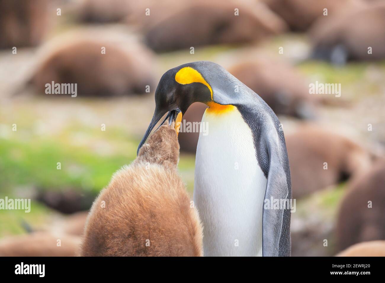 Ein erwachsener Königspinguin (Aptenodytes patagonicus), der sein Küken füttert, East Falkland, Falkland Islands, Südamerika Stockfoto