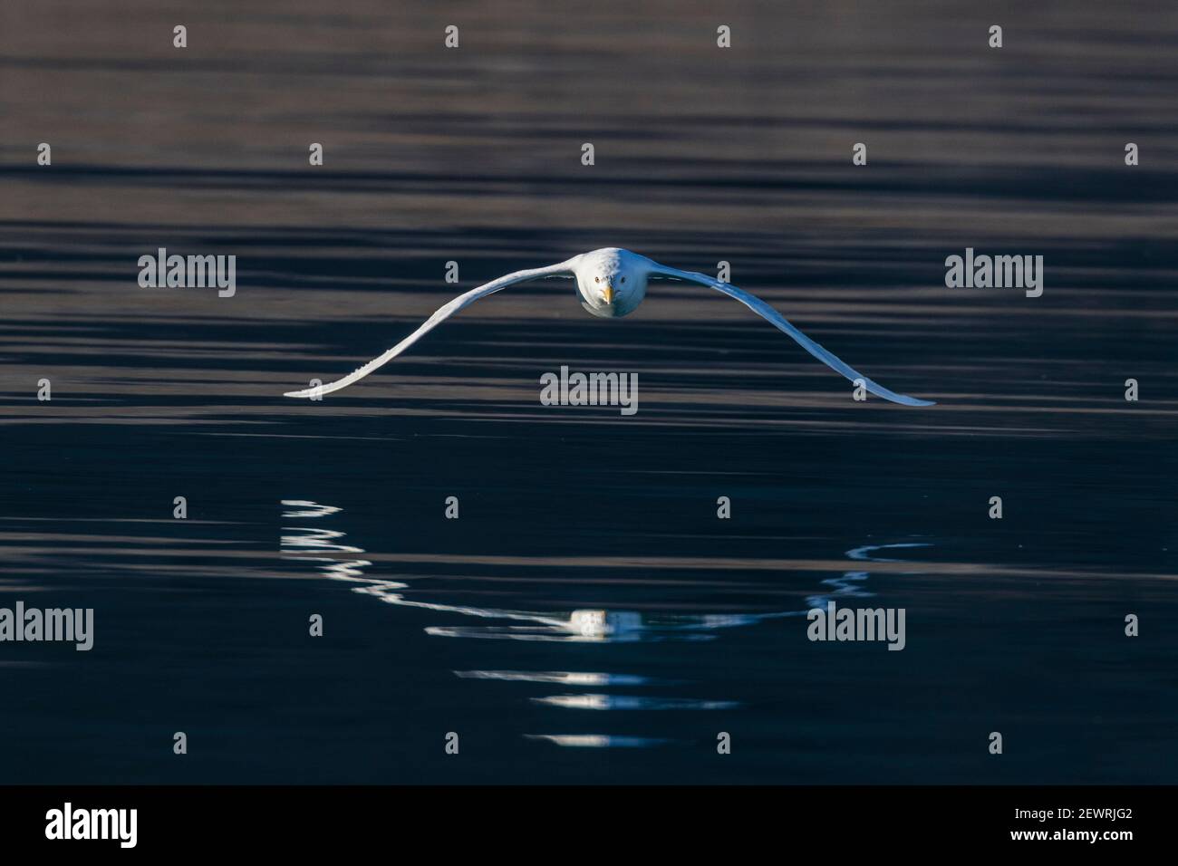 Wassermöwe (Larus hyperboreus), im Flug in Makinson Inlet, Ellesmere Island, Nunavut, Kanada, Nordamerika Stockfoto