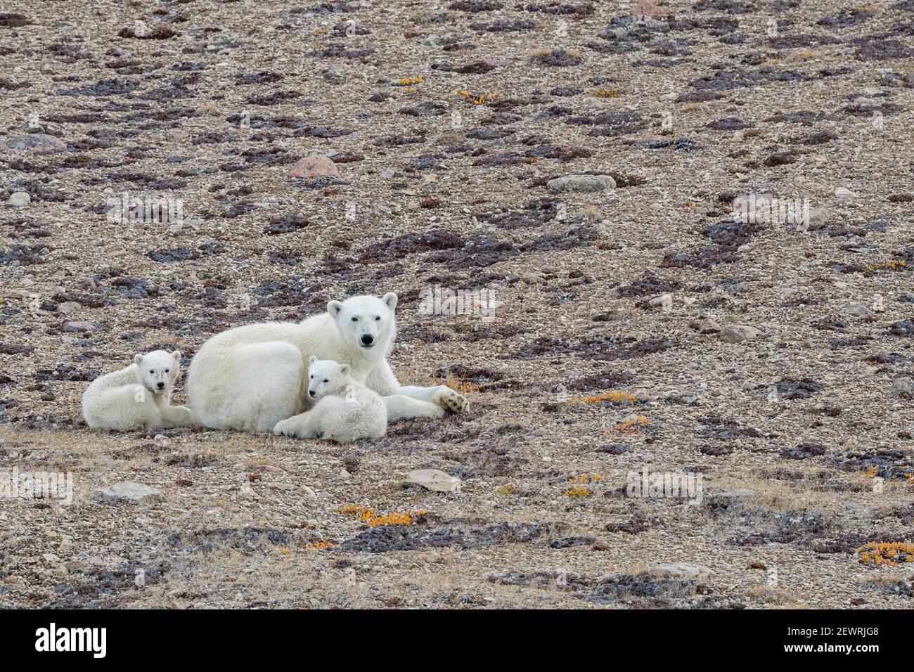 Eisbärmutter mit zwei Jungen des Jahres (Ursus maritimus), Makinson Inlet, Ellesmere Island, Nunavut, Kanada, Nordamerika Stockfoto