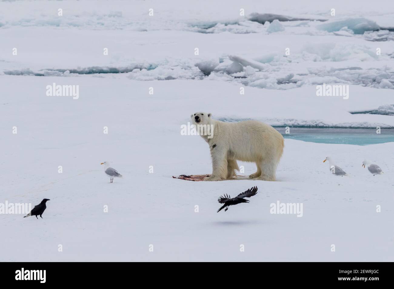 Eisbär (Ursus maritimus), auf einem Robbenkill, Ellesmere Island, Nunavut, Kanada, Nordamerika Stockfoto