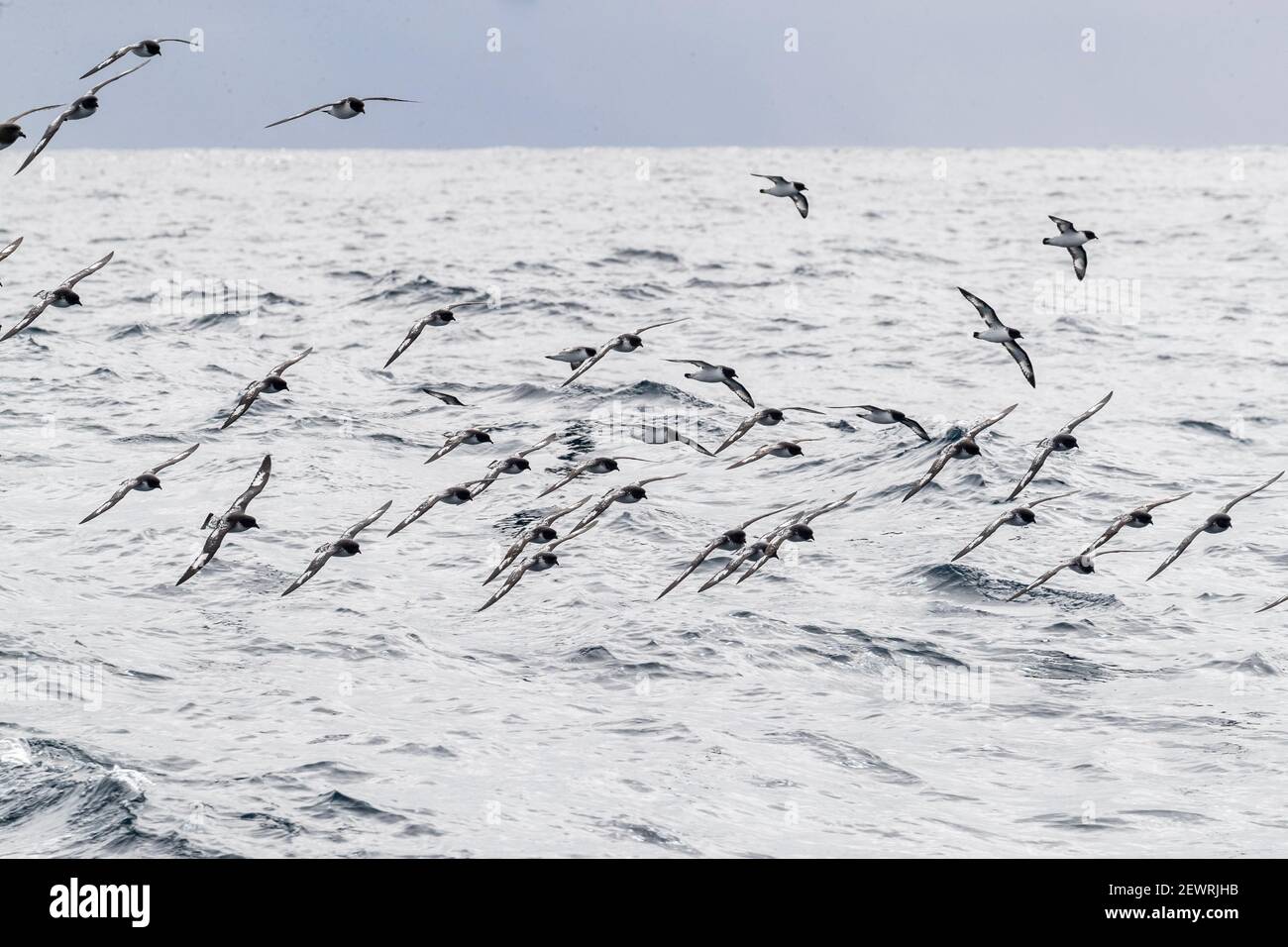 Kapsturmvögel (Daption capense), im Flug in der Drake Passage, Antarktis, Polarregionen Stockfoto