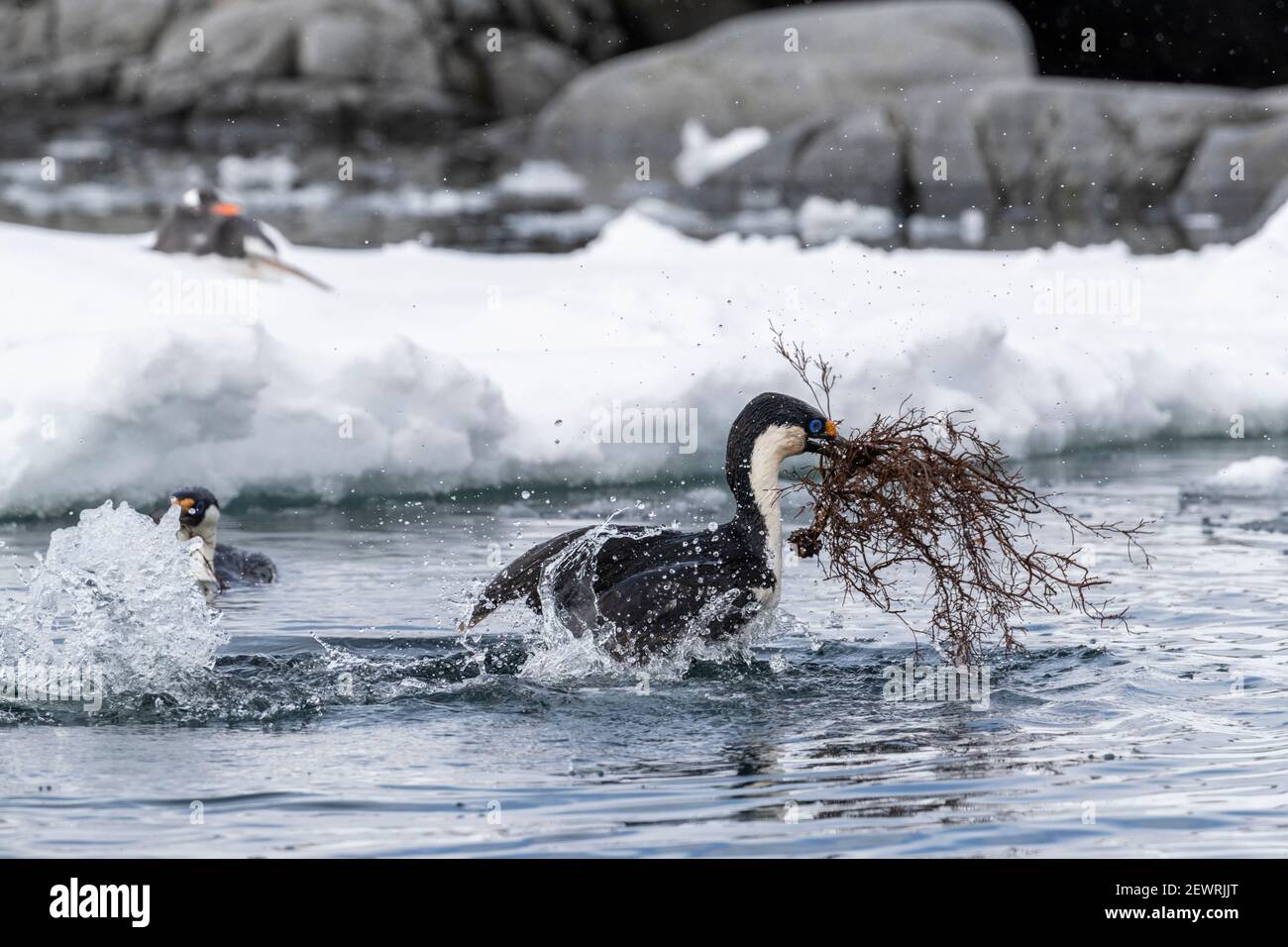 Antarktische Fetzen (Leucocarbo bransfieldensis), die mit Nistmaterial in Port Lockroy, Antarktis, Polarregionen fliegen Stockfoto