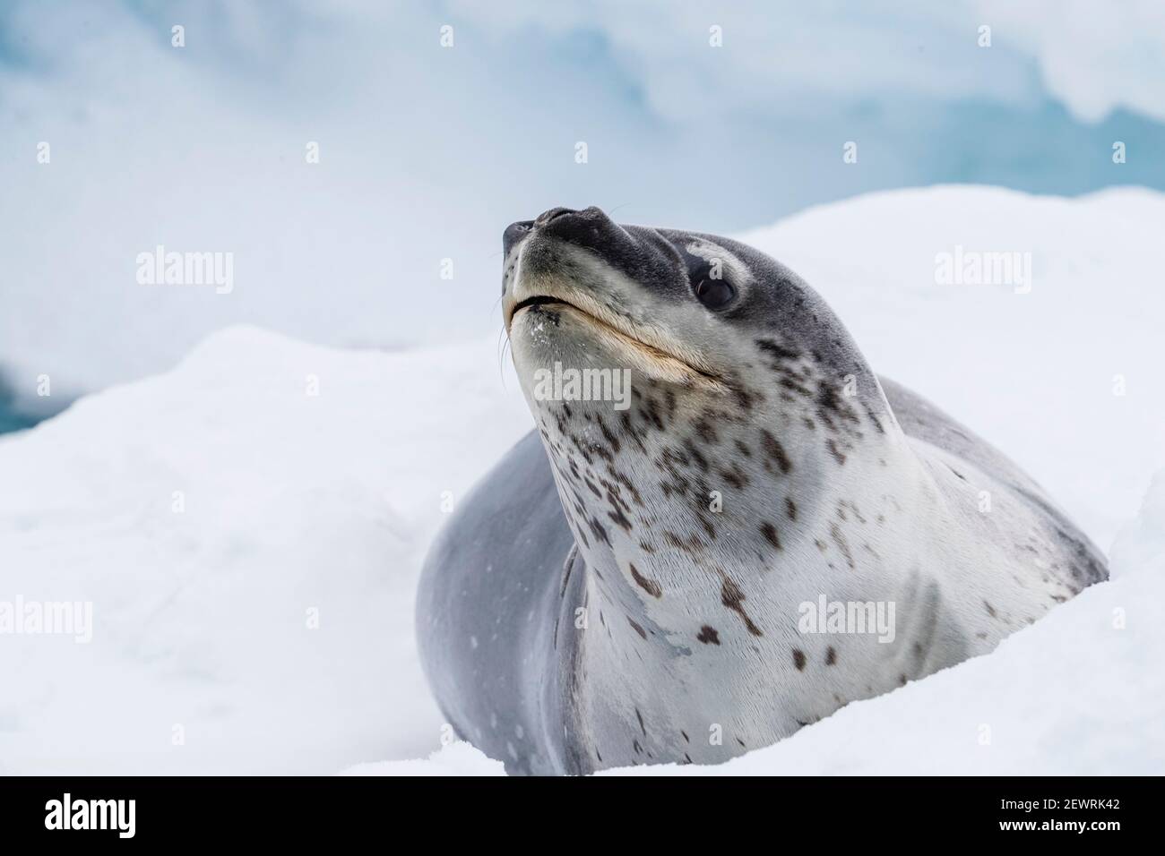 Eine ausgewachsene Leopardenrobbe (Hydrurga leptonyx), auf Eis in der Nähe von Booth Island, Antarktis, Polarregionen gezogen Stockfoto