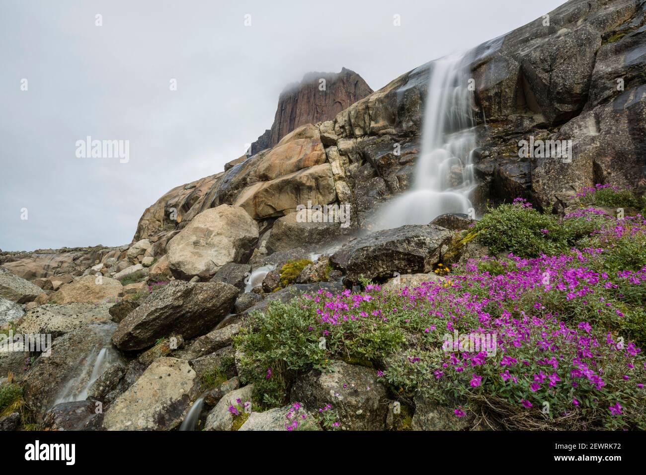 Flussschönheiten (Zwergfeuerkraut) und ein kleiner Wasserfall aus Schmelzwasser-Fluss aus Igdlorsuit Gletscher, Prins Christian Sund, Grönland, Polarregionen Stockfoto