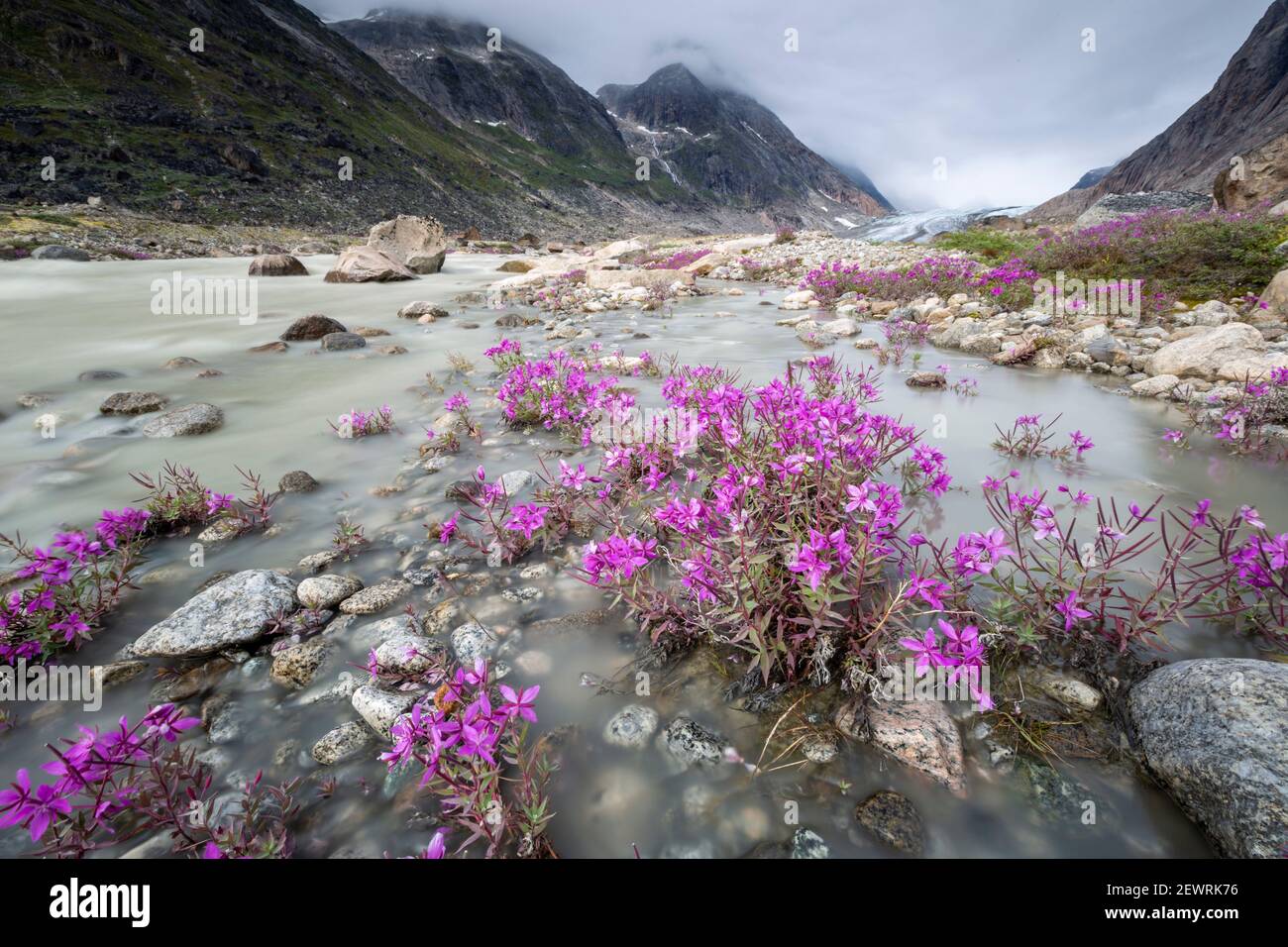 Flussschönheiten (Zwergfeuerkraut) säumen den Rand eines Schmelzwasserflusses vom Igdlorsuit Gletscher, Prins Christian Sund, Grönland, Polarregionen Stockfoto
