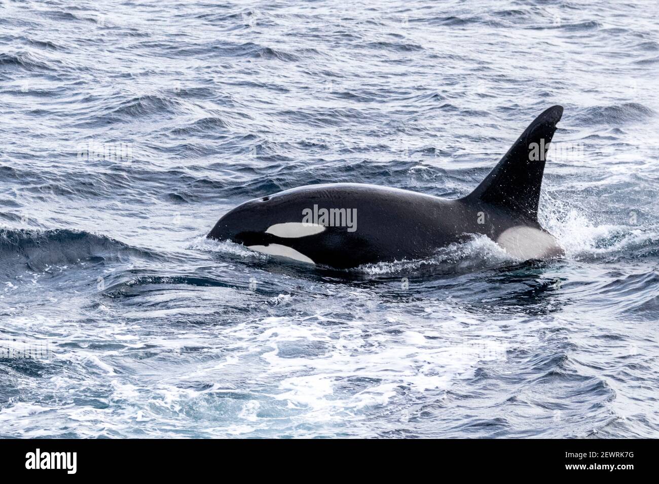 Erwachsener Bullenkiller-Wal (Orcinus Orca), kraftlunging beim Füttern von Fischen entlang der Küste von Ostgrönland, Polarregionen Stockfoto