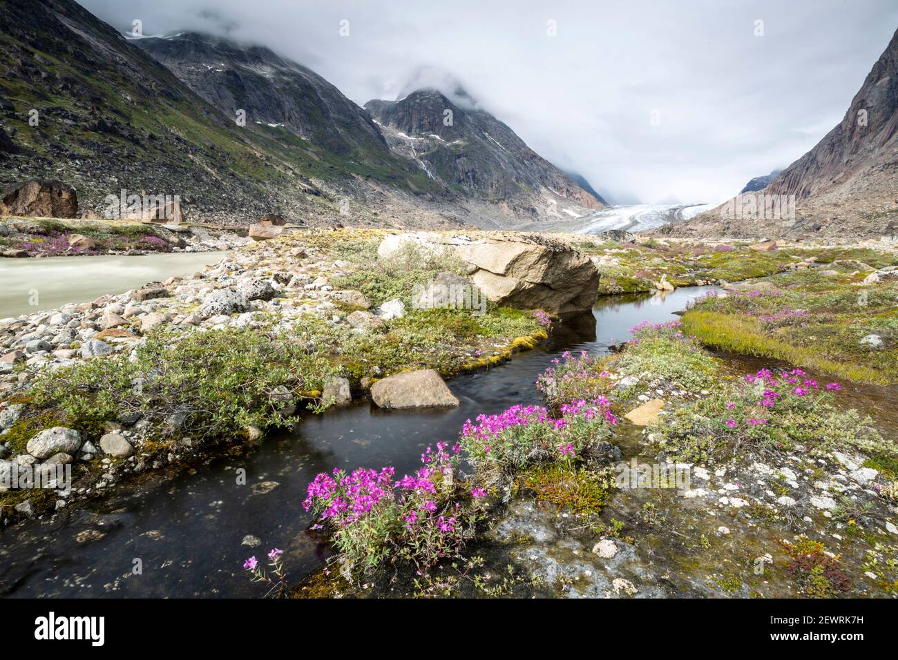 Flussschönheiten (Zwergfeuerkraut) säumen den Rand eines Schmelzwasserflusses vom Igdlorsuit Gletscher, Prins Christian Sund, Grönland, Polarregionen Stockfoto