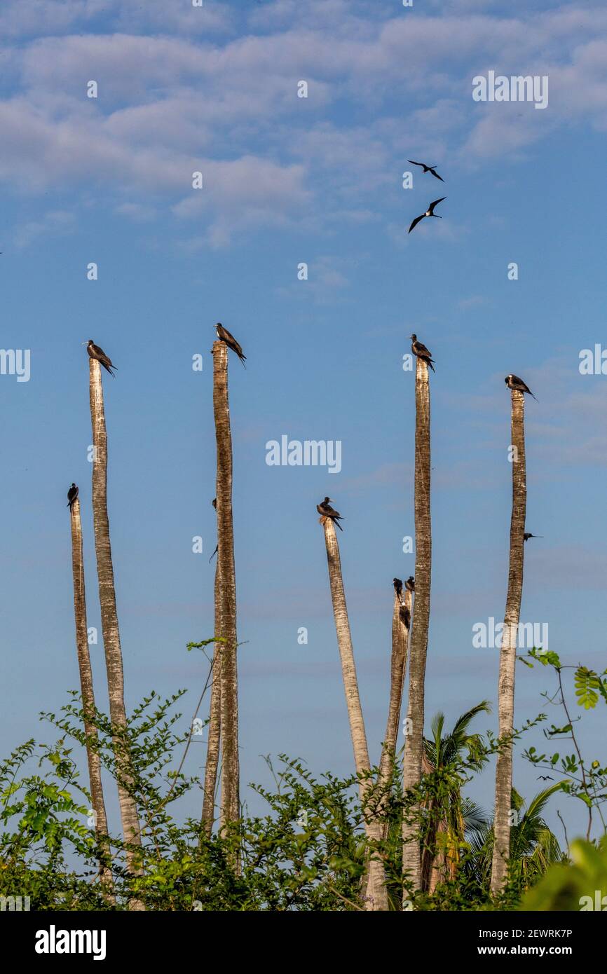 Herrliche Fregattvögel (Fregata magnificens), auf Palmen, Isla Iguana Wildlife Refuge, Panama, Mittelamerika Stockfoto