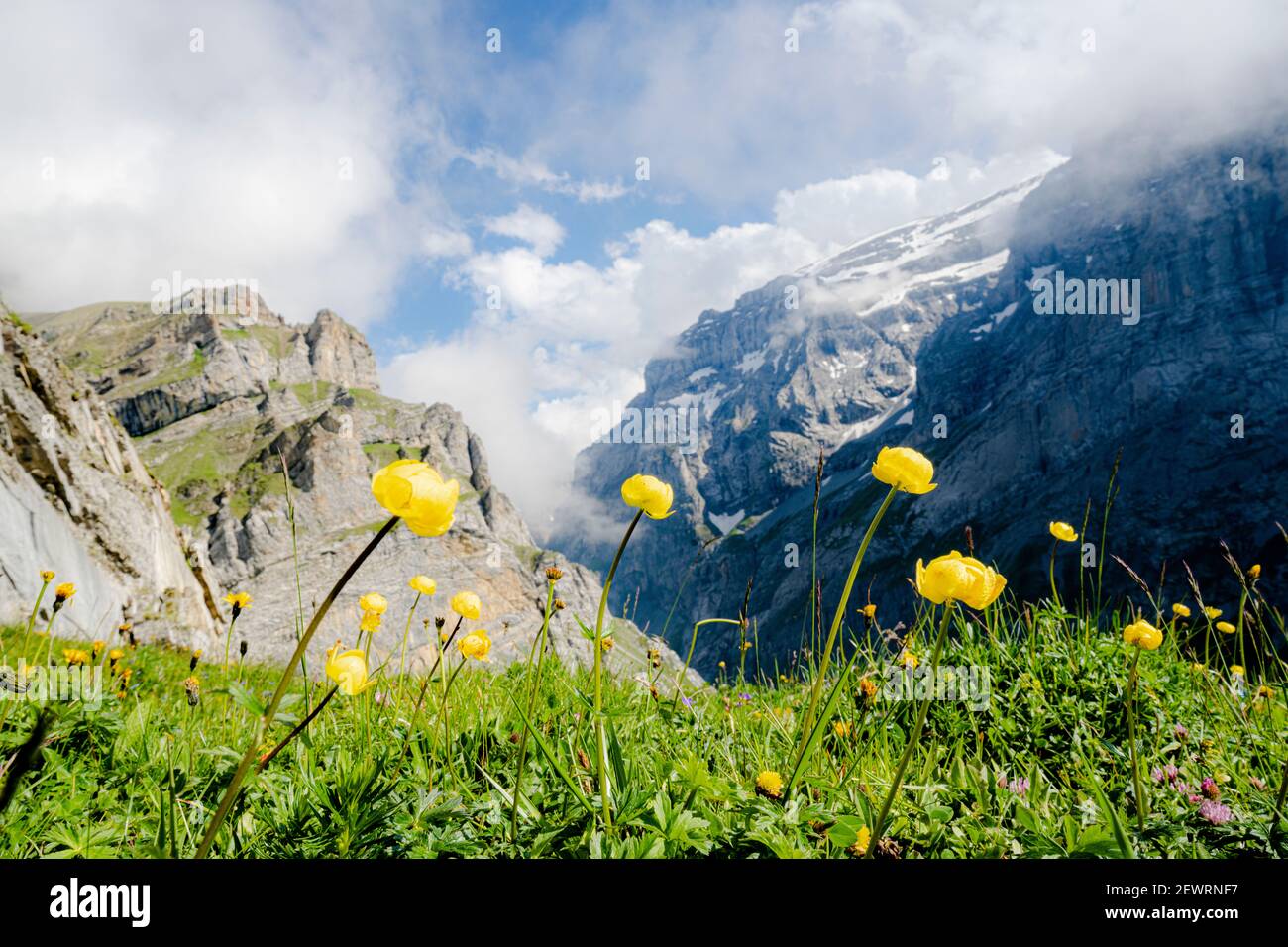 Gelbe Wildblumen blühen während der Wanderung zur Muttsee Hütte auf Kalktrittli Weg, Kanton Glarus, Schweiz, Europa Stockfoto