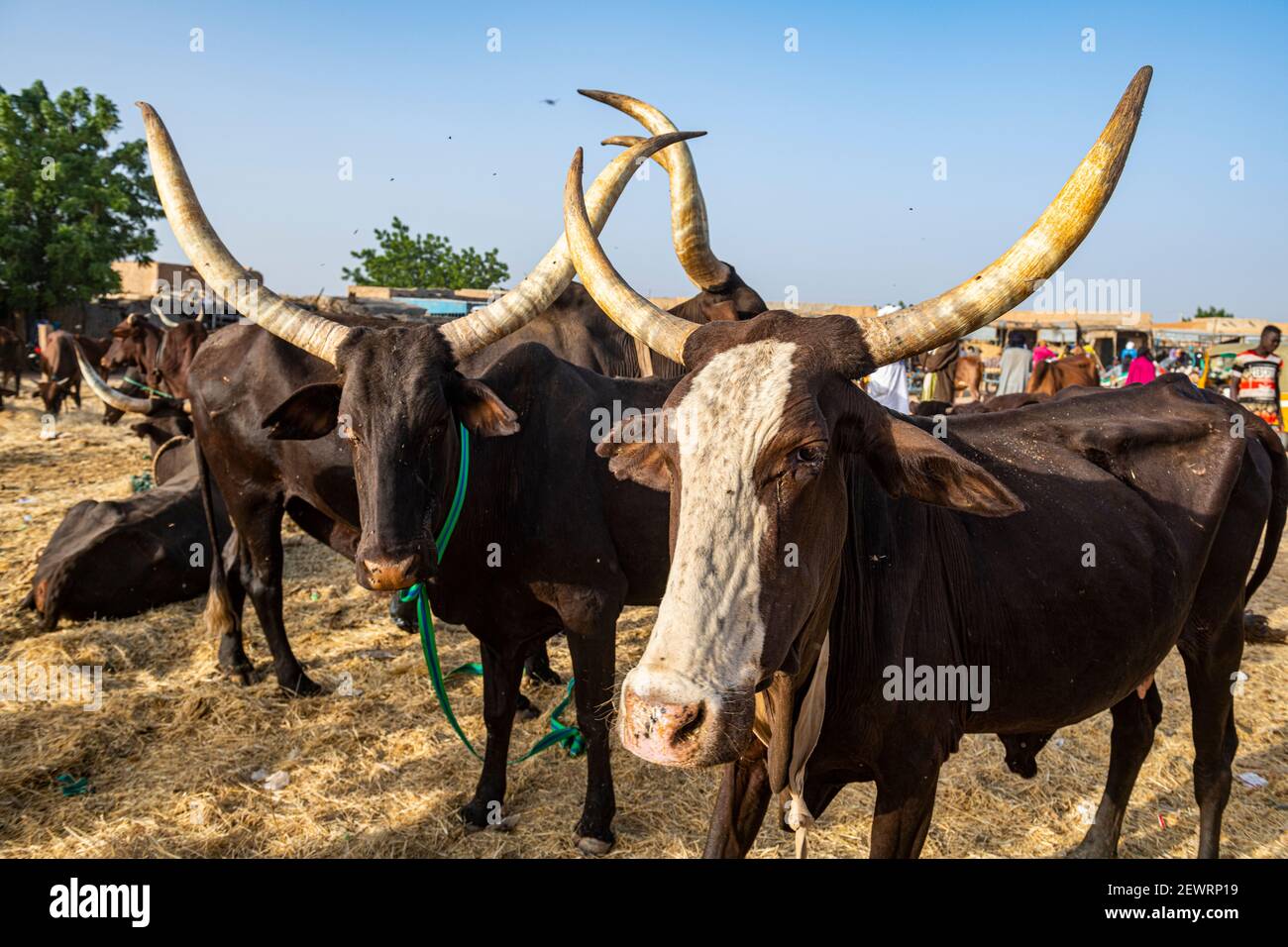 Kühe mit riesigen Hörnern, Tiermarkt, Agadez, Niger, Afrika Stockfoto
