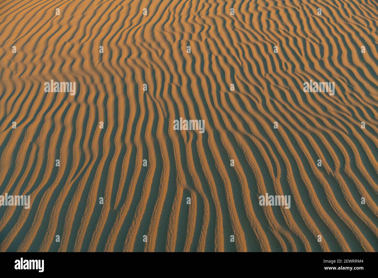 Sandkräuseln in den Sanddünen der Tenere-Wüste, Sahara, Niger, Afrika Stockfoto