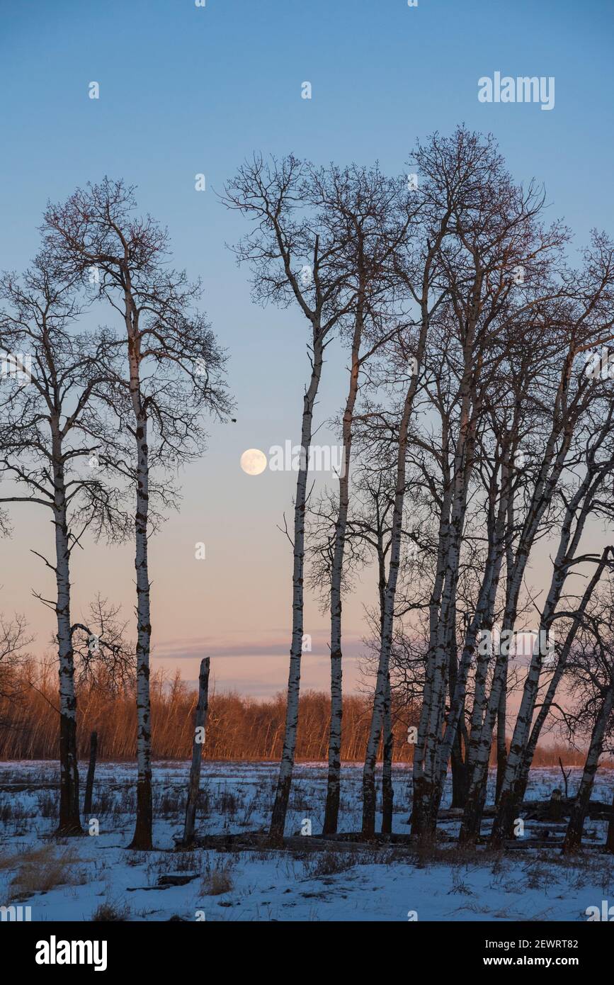 Vollmond und Aspen Grove während eines Sonnenuntergangs im Winter, Elk Island National Park, Alberta, Kanada, Nordamerika Stockfoto