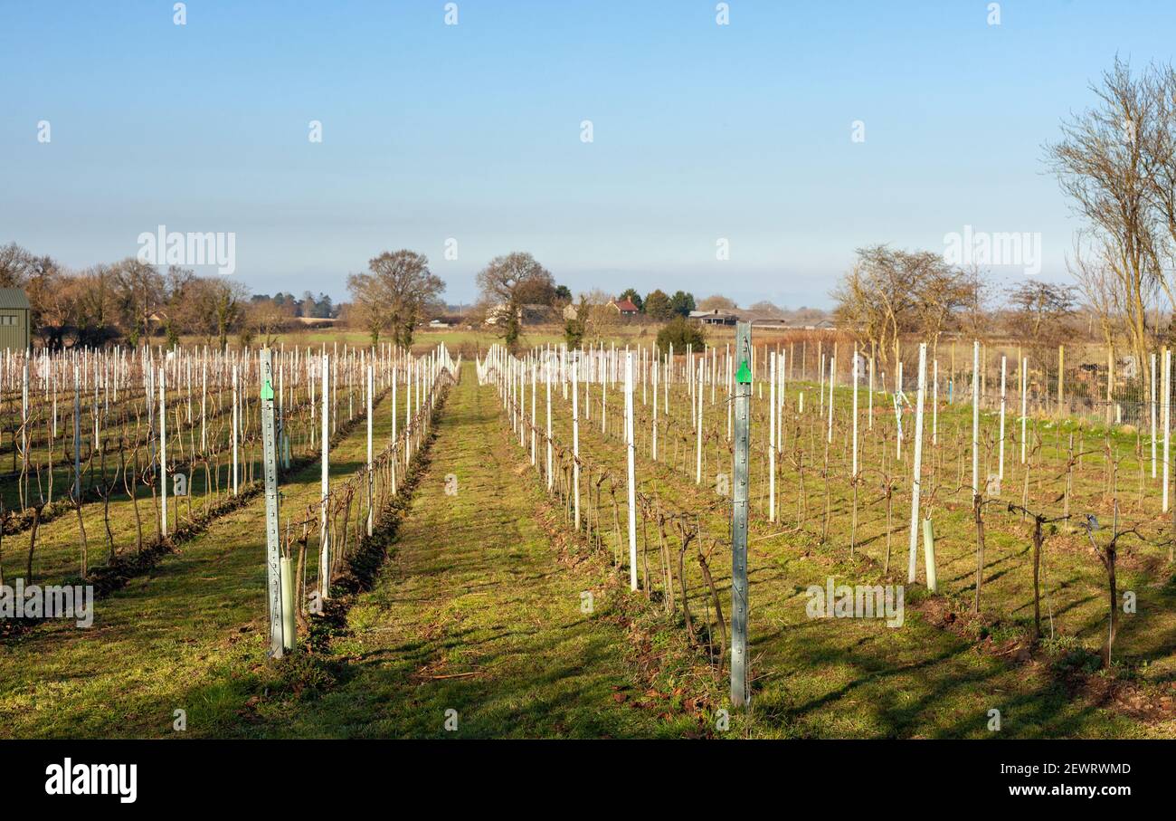 Frühe Frühlingsansicht des englischen Weinbergs von Dunesforde in Upper Dunsforth, North Yorkshire Stockfoto