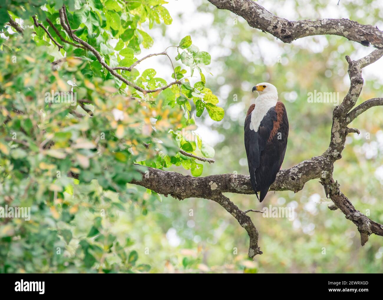 Afrikanischer Fischadler (Haliaeetus vocifer), eingerahmt von Ästen, South Luangwa National Park, Sambia, Afrika Stockfoto