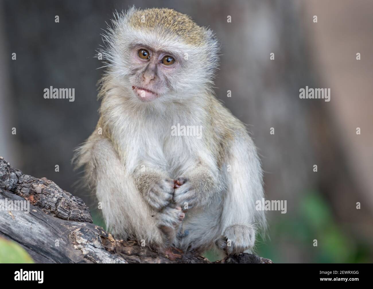 Porträt eines jungen Tieraffen (Chlorocebus pygerythrus), an einem Zweig, South Luangwa National Park, Sambia, Afrika Stockfoto