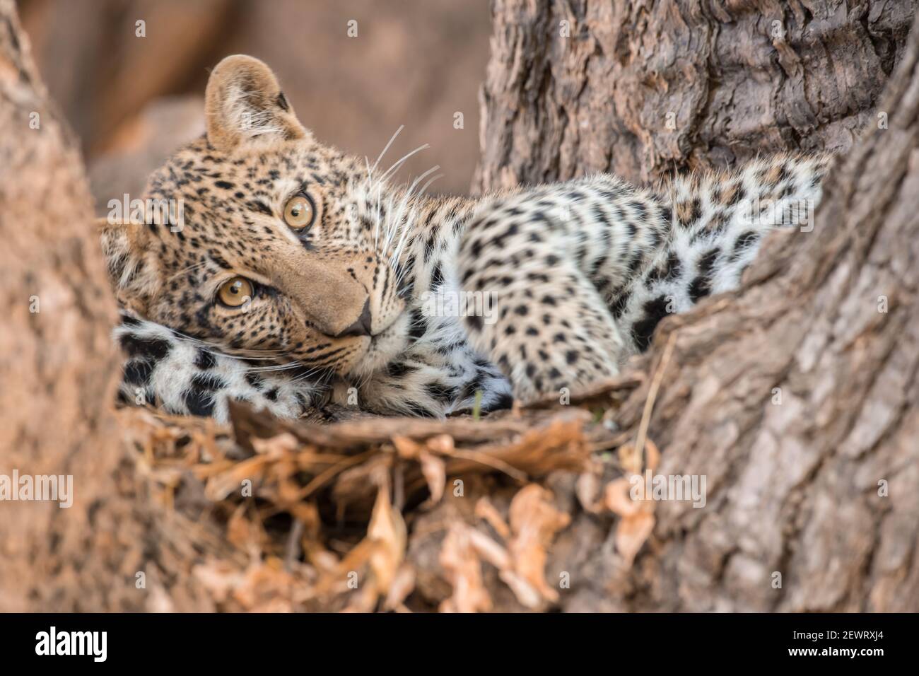 Junger Leopard, der in einem Baum ruht, South Luangwa National Park, Sambia, Afrika Stockfoto