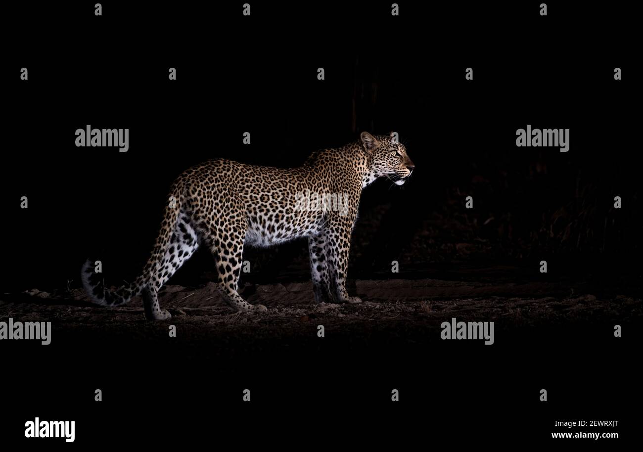 Leopard bei Nacht (Panthera pardus), South Luangwa National Park, Sambia, Afrika Stockfoto