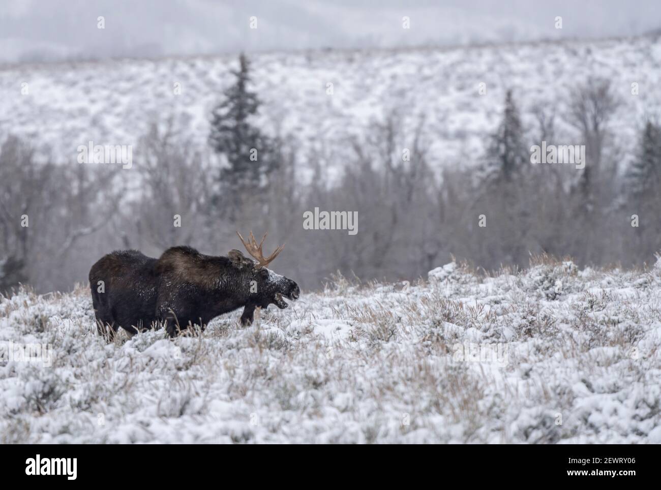 Bullmoose (Alces Alces), im Schnee mit offenem Mund, Grand Teton National Park, Wyoming, Vereinigte Staaten von Amerika, Nordamerika Stockfoto