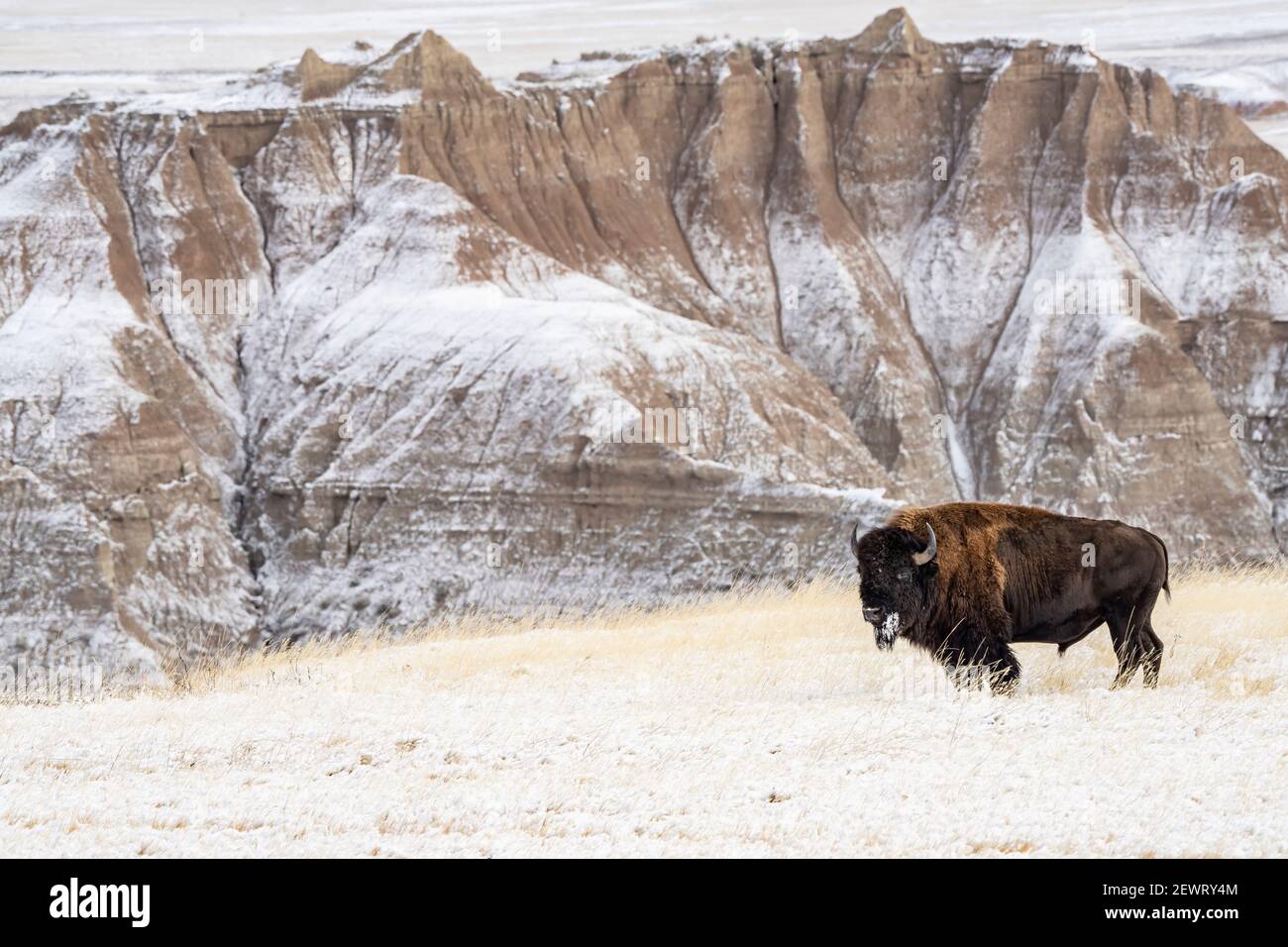 Profil von American Bison (Bison Bison) im Schnee in den Badlands, Badlands National Park, South Dakota, Vereinigte Staaten von Amerika, Nordamerika Stockfoto