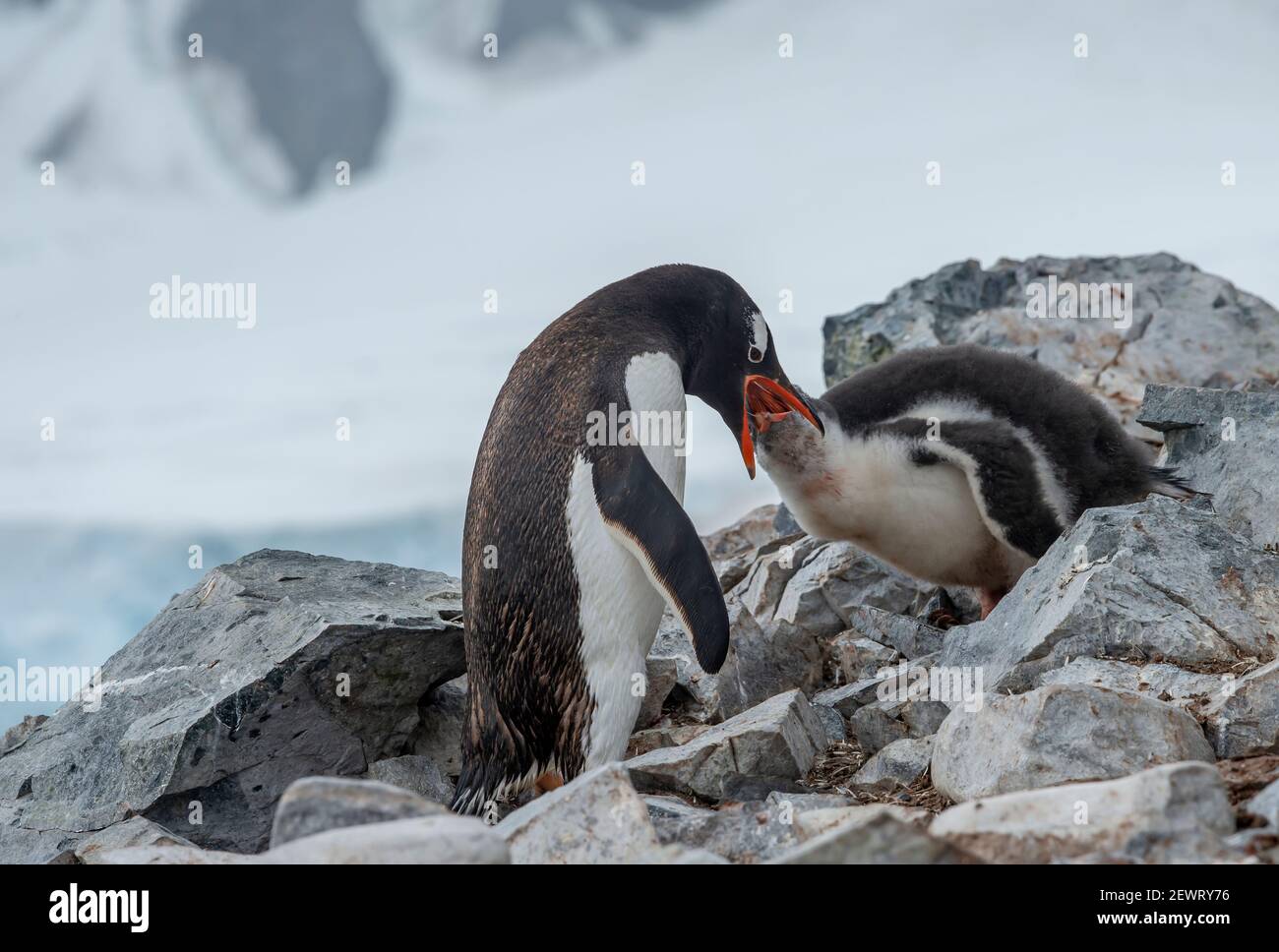 Gentoo pengiun Fütterung Küken, Antarktis, Polarregionen Stockfoto