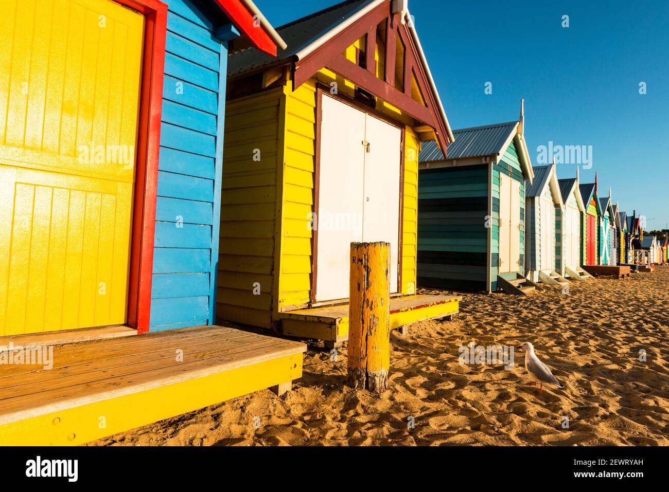Badekisten (Strandhütten) und Silbermöwe (Chroicocephalus novaehollandiae) an den Ufern von Port Phillip Bay, Brighton, Victoria, Australien, Pazifik Stockfoto
