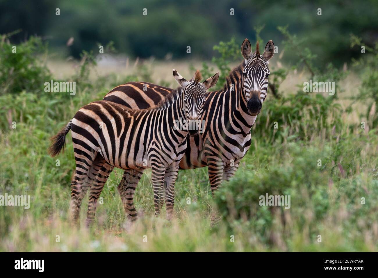 Grant's Zebra (Equus quagga boehmi), Tsavo, Kenia, Ostafrika, Afrika Stockfoto