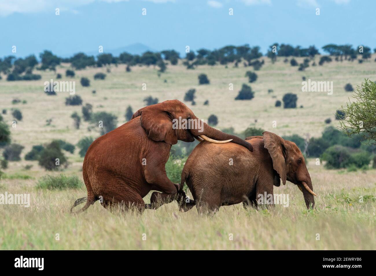 Zwei männliche afrikanische Elefanten (Loxodonta africana) mit homosexuellem Verhalten, Tsavo, Kenia, Ostafrika, Afrika Stockfoto