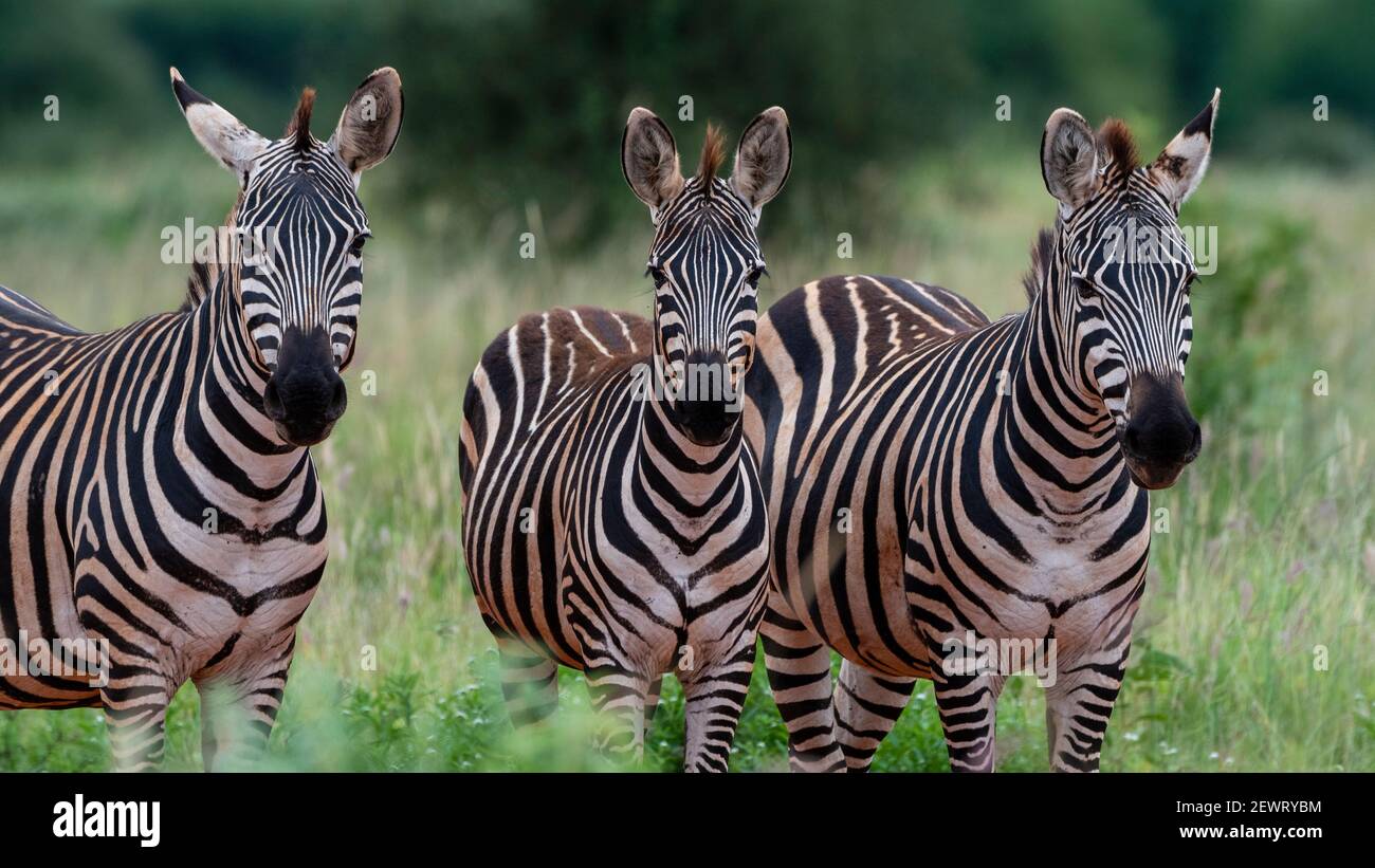 Grant's Zebra (Equus quagga boehmi), Tsavo, Kenia, Ostafrika, Afrika Stockfoto