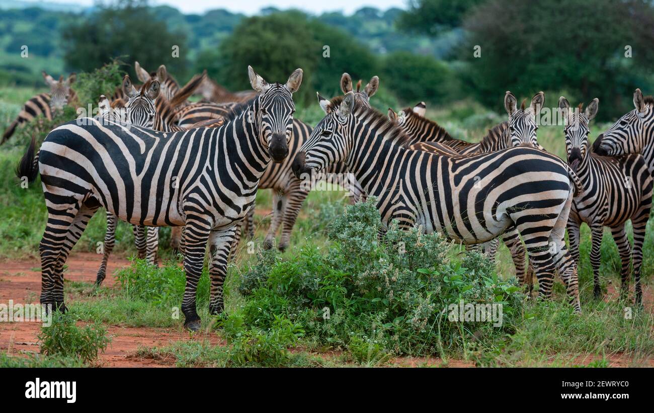 Grant's Zebra (Equus quagga boehmi), Tsavo, Kenia, Ostafrika, Afrika Stockfoto