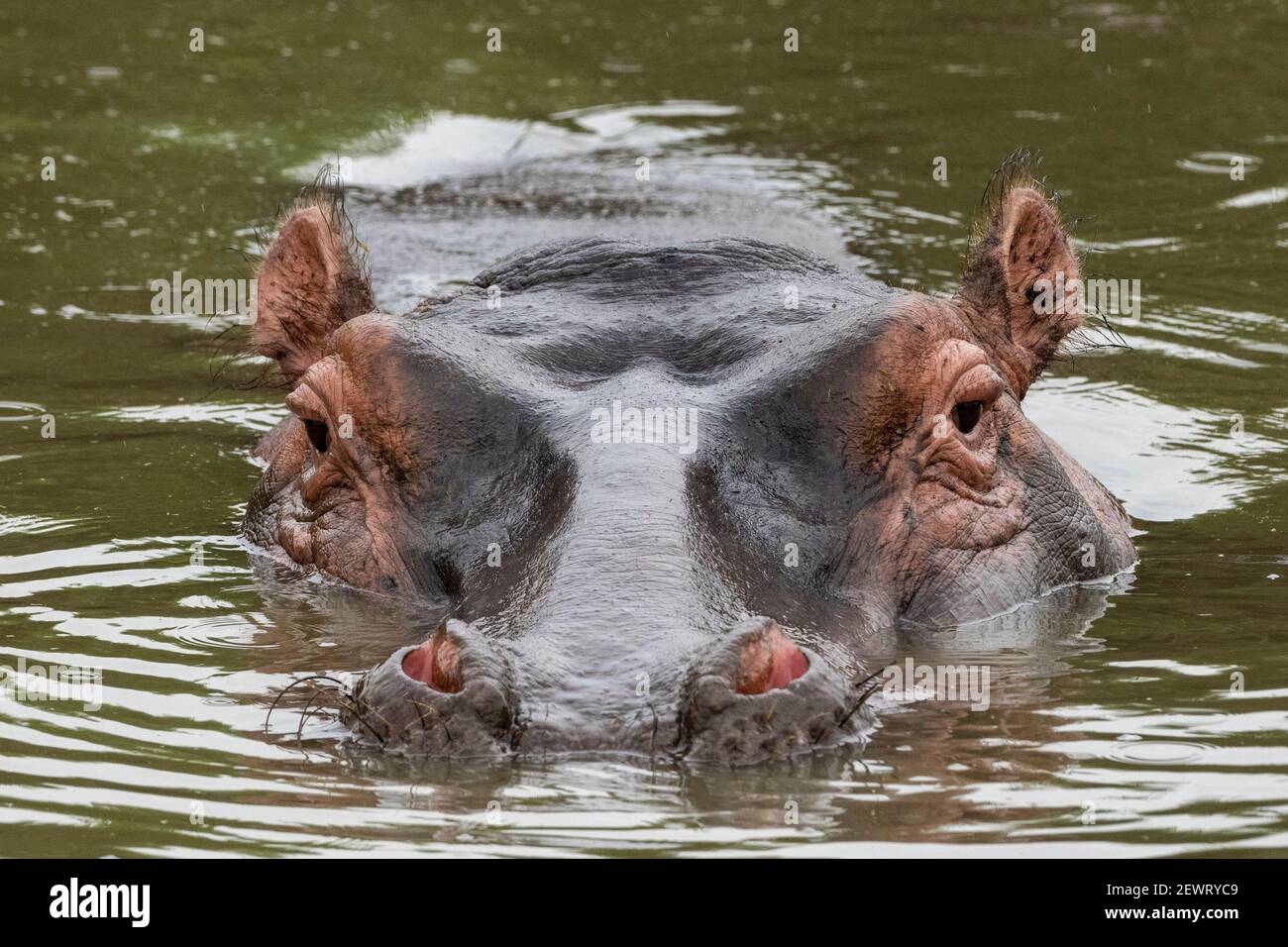 Hippopotamus (Hippopotamus amphibius), Seronera, Serengeti Nationalpark, Tansania, Ostafrika, Afrika Stockfoto