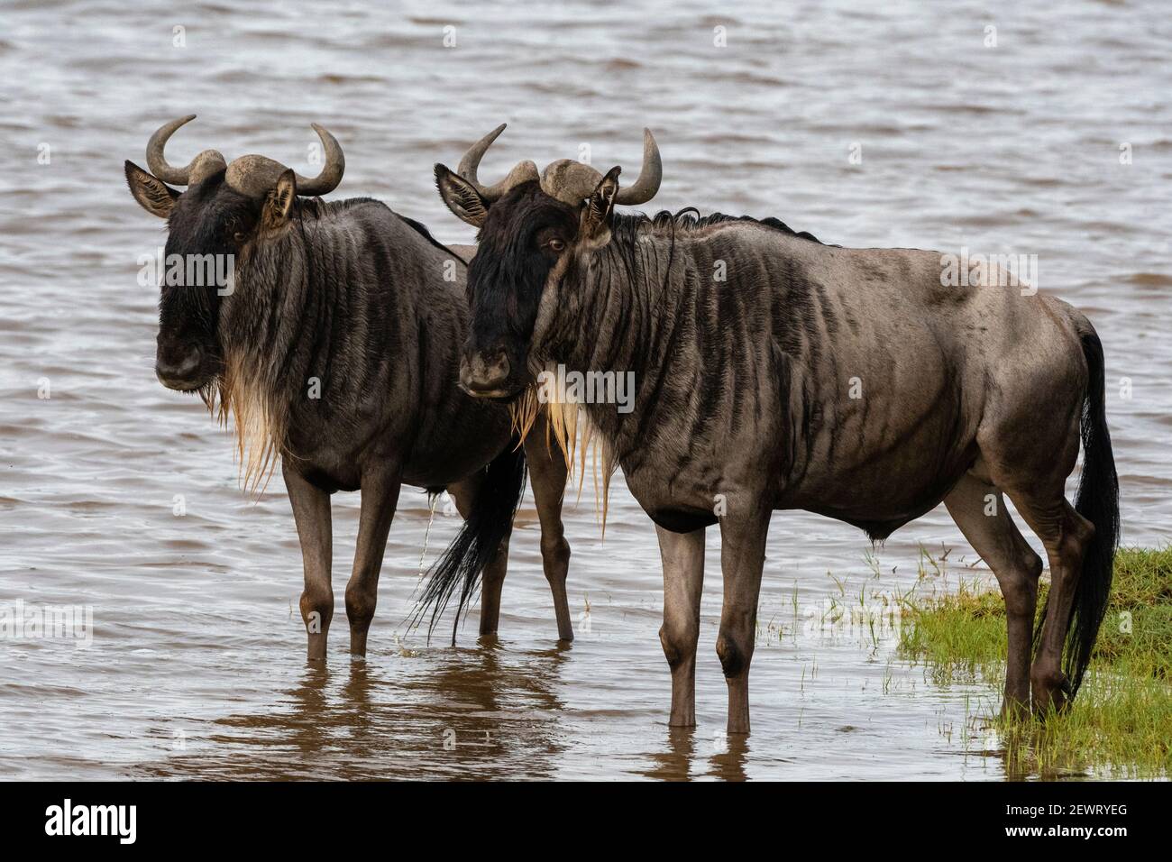 Gnus (Connochaetes taurinus), Ndutu, Ngorongoro Conservation Area, Serengeti, Tansania, Ostafrika, Afrika Stockfoto